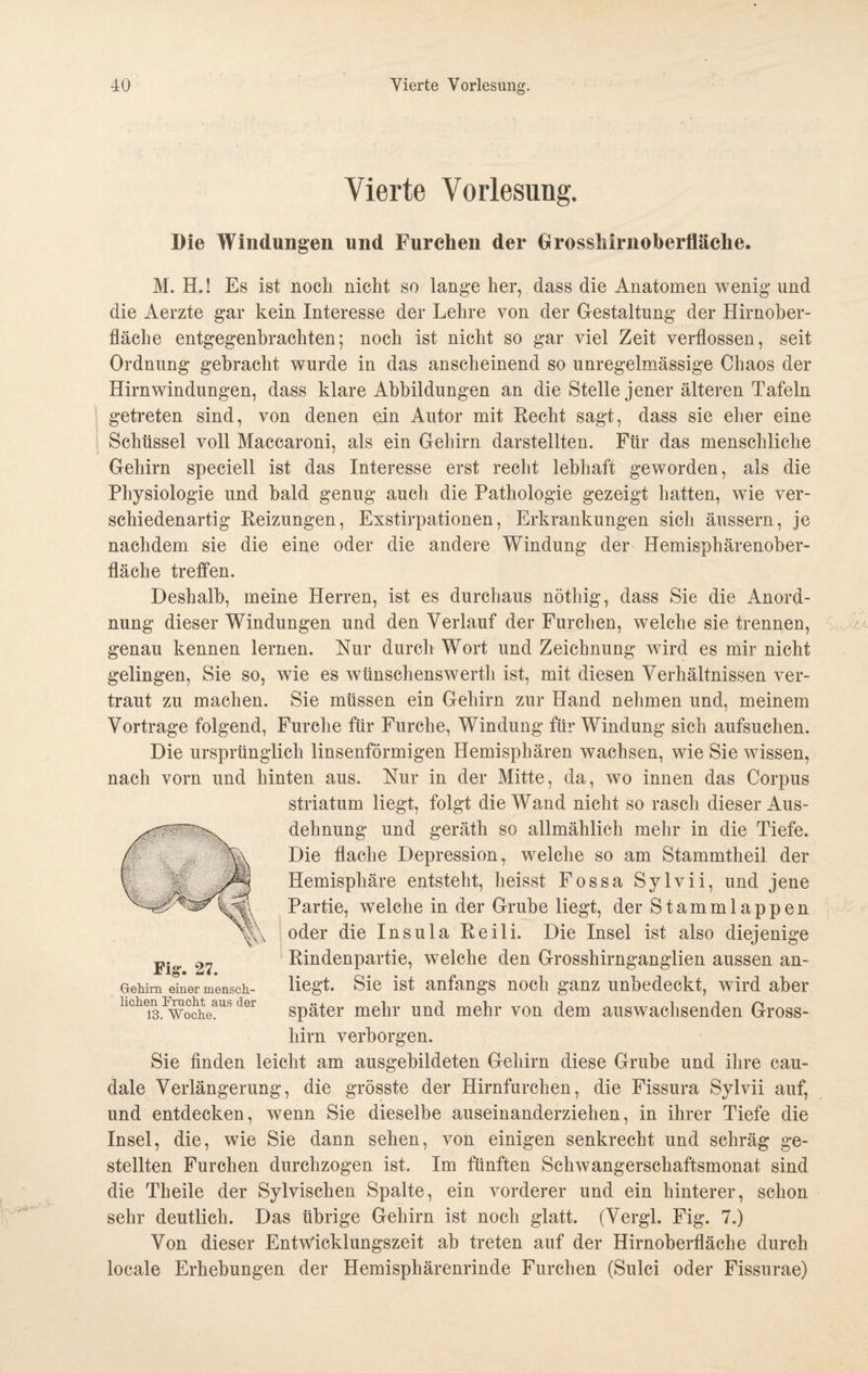 Vierte Vorlesung. Die Windungen und Furchen der Grosshirnoberfläclie. M. H.! Es ist noch nicht so lange her, dass die Anatomen wenig und die Aerzte gar kein Interesse der Lehre von der Gestaltung der Hirnober¬ fläche entgegenbrachten; noch ist nicht so gar viel Zeit verflossen, seit Ordnung gebracht wurde in das anscheinend so unregelmässige Chaos der Hirnwindungen, dass klare Abbildungen an die Stelle jener älteren Tafeln getreten sind, von denen ein Autor mit Recht sagt, dass sie eher eine Schüssel voll Maccaroni, als ein Gehirn darstellten. Für das menschliche Gehirn speciell ist das Interesse erst recht lebhaft geworden, als die Physiologie und bald genug auch die Pathologie gezeigt hatten, wie ver¬ schiedenartig Reizungen, Exstirpationen, Erkrankungen sich äussern, je nachdem sie die eine oder die andere Windung der Hemisphärenober¬ fläche treffen. Deshalb, meine Herren, ist es durchaus nöthig, dass Sie die Anord¬ nung dieser Windungen und den Verlauf der Furchen, welche sie trennen, genau kennen lernen. Nur durch Wort und Zeichnung wird es mir nicht gelingen, Sie so, wie es wünschenswerth ist, mit diesen Verhältnissen ver¬ traut zu machen. Sie müssen ein Gehirn zur Hand nehmen und, meinem Vortrage folgend, Furche für Furche, Windung für Windung sich aufsuchen. Die ursprünglich linsenförmigen Hemisphären wachsen, wie Sie wissen, nach vorn und hinten aus. Nur in der Mitte, da, wo innen das Corpus Striatum liegt, folgt die Wand nicht so rasch dieser Aus¬ dehnung und geräth so allmählich mehr in die Tiefe. Die flache Depression, welche so am Stammtheil der Hemisphäre entsteht, heisst Fossa Sylvii, und jene Partie, welche in der Grube liegt, der Stammlappen oder die Insula Reili. Die Insel ist also diejenige j,.o< Rindenpartie, welche den Grosshirnganglien aussen an- GeMm einer mensch- liegt. Sie ist anfangs noch ganz unbedeckt, wird aber llchei3.3wocheaus der später mehr und mehr von dem auswachsenden Gross¬ hirn verborgen. Sie finden leicht am ausgehildeten Gehirn diese Grube und ihre cau- dale Verlängerung, die grösste der Hirnfurchen, die Fissura Sylvii auf, und entdecken, wenn Sie dieselbe auseinanderziehen, in ihrer Tiefe die Insel, die, wie Sie dann sehen, von einigen senkrecht und schräg ge¬ stellten Furchen durchzogen ist. Im fünften Schwangerschaftsmonat sind die Theile der Sylvischen Spalte, ein vorderer und ein hinterer, schon sehr deutlich. Das übrige Gehirn ist noch glatt. (Vergl. Fig. 7.) Von dieser Entwicklungszeit ah treten auf der Hirnoberfläche durch locale Erhebungen der Hemisphärenrinde Furchen (Sulci oder Fissurae)