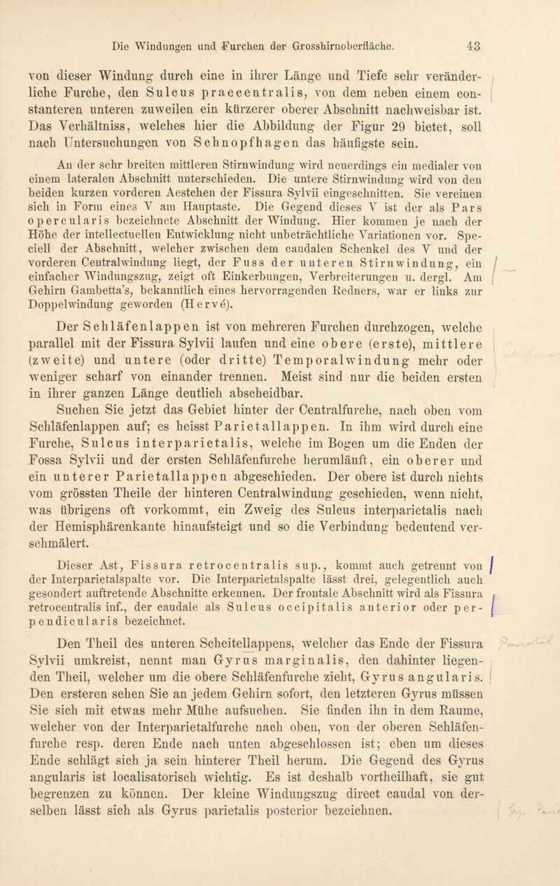 von dieser Windung* durch eine in ihrer Länge und Tiefe sehr veränder¬ liche Furche, den Sulcus praecentralis, von dem neben einem con- stanteren unteren zuweilen ein kürzerer oberer Abschnitt nachweisbar ist. Das Verhältniss, welches hier die Abbildung der Figur 29 bietet, soll nach Untersuchungen von Schnopfhagen das häufigste sein. An der sehr breiten mittleren Stirnwindung wird neuerdings ein medialer von einem lateralen Abschnitt unterschieden. Die untere Stirnwindung wird von den beiden kurzen vorderen Aestchen der Fissura Sylvii eingeschnitten. Sie vereinen sich in Form eines V am Hauptaste. Die Gegend dieses V ist der als Pars opercularis bezeichnete Abschnitt der Windung. Hier kommen je nach der Höhe der intellectuellen Entwicklung nicht unbeträchtliche Variationen vor. Spe- ciell der Abschnitt, welcher zwischen dem caudalen Schenkel des V und der vorderen Centralwindung liegt, der Fuss der unteren Stirn Windung, ein einfacher Windungszug, zeigt oft Einkerbungen, Verbreiterungen u. dergl. Am Gehirn Gambetta’s, bekanntlich eines hervorragenden Redners, war er links zur Doppelwindung geworden (Herve). Der Schläfeulapp eu ist von mehreren Furchen durchzogen, welche parallel mit der Fissura Sylvii laufen und eine obere (erste), mittlere (zweite) und untere (oder dritte) Temporalwindung mehr oder weniger scharf von einander trennen. Meist sind nur die beiden ersten in ihrer ganzen Länge deutlich abscheidbar. Suchen Sie jetzt das Gebiet hinter der Centralfurche, nach oben vom Schläfenlappen auf; es heisst Parietallappen. In ihm wird durch eine Furche, Sulcus interparietalis, welche im Bogen um die Enden der Fossa Sylvii und der ersten Schläfenfurche herumläuft, ein oberer und ein unterer Parietallappen abgeschieden. Der obere ist durch nichts vom grössten Theile der hinteren Centralwindung geschieden, wenn nicht, was übrigens oft vorkommt, ein Zweig des Sulcus interparietalis nach der Hemisphärenkante hinaufsteigt und so die Verbindung bedeutend ver¬ schmälert. Dieser Ast, Fissura retrocentralis sup., kommt auch getrennt von der Interparietalspalte vor. Die Interparietalspalte lässt drei, gelegentlich auch gesondert auftretende Abschnitte erkennen. Der frontale Abschnitt wird als Fissura retrocentralis inf., der caudale als Sulcus occipitalis anterior oder per- pendicularis bezeichnet. Den Theil des unteren Scheitellappens, welcher das Ende der Fissura Sylvii umkreist, nennt man Gyrus marginalis, den dahinter liegen¬ den Theil, welcher um die obere Schläfenfurche zieht, Gyrus angularis. Den ersteren sehen Sie an jedem Gehirn sofort, den letzteren Gyrus müssen Sie sich mit etwas mehr Mühe aufsuchen. Sie finden ihn in dem Raume, welcher von der Interparietalfurche nach oben, von der oberen Schläfen¬ furche resp. deren Ende nach unten abgeschlossen ist; eben um dieses Ende schlägt sich ja sein hinterer Theil herum. Die Gegend des Gyrus angularis ist localisatorisch wichtig. Es ist deshalb vortheilhaft, sie gut begrenzen zu können. Der kleine Windungszug direct caudal von der¬ selben lässt sich als Gyrus parietalis posterior bezeichnen.