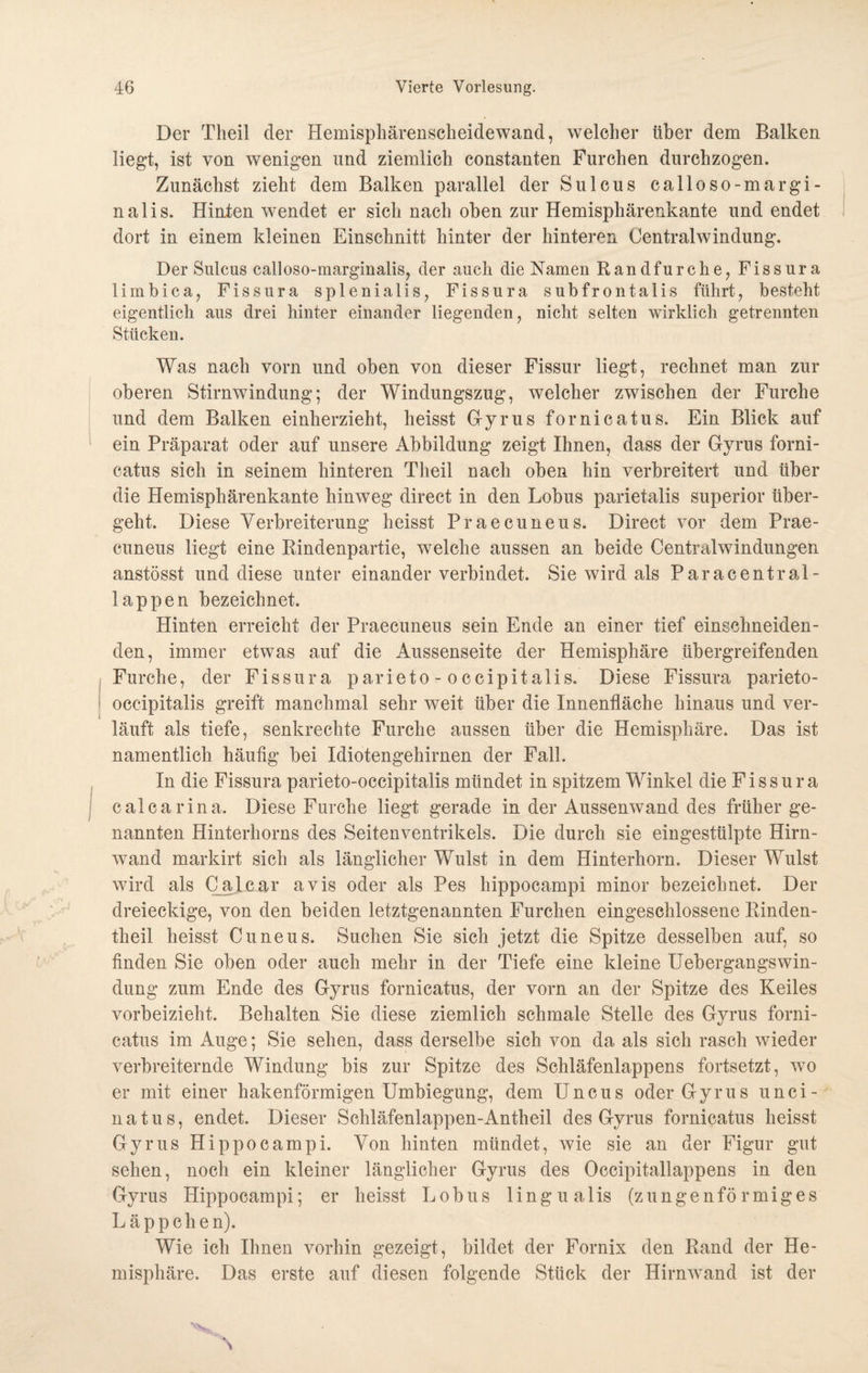 Der Theil der Hemisphärenscheidewand, welcher über dem Balken liegt, ist von wenigen und ziemlich constanten Furchen durchzogen. Zunächst zieht dem Balken parallel der Sulcus calloso-margi- nalis. Hinten wendet er sich nach oben zur Hemisphärenkante und endet dort in einem kleinen Einschnitt hinter der hinteren Centralwindung. Der Sulcus calloso-marginalis, der auch die Namen Randfurche, Fissura limbica, Fissura splenialis, Fissura subfrontalis führt, besteht eigentlich aus drei hinter einander liegenden, nicht selten wirklich getrennten Stücken. Was nach vorn und oben von dieser Fissur liegt, rechnet man zur oberen Stirnwindung; der Windungszug, welcher zwischen der Furche und dem Balken einherzieht, heisst Gyrus fornicatus. Ein Blick auf ein Präparat oder auf unsere Abbildung zeigt Ihnen, dass der Gyrus forni¬ catus sieh in seinem hinteren Theil nach oben hin verbreitert und über die Hemisphärenkante hinweg direct in den Lobus parietalis superior über¬ geht. Diese Verbreiterung heisst Praecuneus. Direct vor dem Prae- cuneus liegt eine Rindenpartie, welche aussen an beide Centralwindungen anstösst und diese unter einander verbindet. Sie wird als Paracentral¬ lappen bezeichnet. Hinten erreicht der Praecuneus sein Ende an einer tief einschneiden¬ den, immer etwas auf die Aussenseite der Hemisphäre üb ergreifenden Furche, der Fissura parieto - occipitalis. Diese Fissura parieto- occipitalis greift manchmal sehr weit über die Innenfläche hinaus und ver¬ läuft als tiefe, senkrechte Furche aussen über die Hemisphäre. Das ist namentlich häufig bei Idiotengehirnen der Fall. In die Fissura parieto-occipitalis mündet in spitzem Winkel die Fissura calcarina. Diese Furche liegt gerade in der Aussenwand des früher ge¬ nannten Hinterhorns des Seitenventrikels. Die durch sie eingestülpte Hirn¬ wand markirt sich als länglicher Wulst in dem Hinterhorn. Dieser Wulst wird als Calcar avis oder als Pes hippocampi minor bezeichnet. Der dreieckige, von den beiden letztgenannten Furchen eingeschlossene Rinden- theil heisst Cuneus. Suchen Sie sich jetzt die Spitze desselben auf, so finden Sie oben oder auch mehr in der Tiefe eine kleine UebergangsWin¬ dung zum Ende des Gyrus fornicatus, der vorn an der Spitze des Keiles vorbeizieht. Behalten Sie diese ziemlich schmale Stelle des Gyrus forni¬ catus im Auge; Sie sehen, dass derselbe sich von da als sich rasch wieder verbreiternde Windung bis zur Spitze des Schläfenlappens fortsetzt, wo er mit einer hakenförmigen Umbiegung, dem Uncus oder Gyrus unci- natus, endet. Dieser Schläfenlappen-Antheil des Gyrus fornicatus heisst Gyrus Hippocampi. Von hinten mündet, wie sie an der Figur gut sehen, noch ein kleiner länglicher Gyrus des Occipitallappens in den Gyrus Hippocampi; er heisst Lobus lingualis (zungenförmiges L ä p p c h e n). Wie ich Ihnen vorhin gezeigt, bildet der Fornix den Rand der He¬ misphäre. Das erste auf diesen folgende Stück der Hirnwand ist der