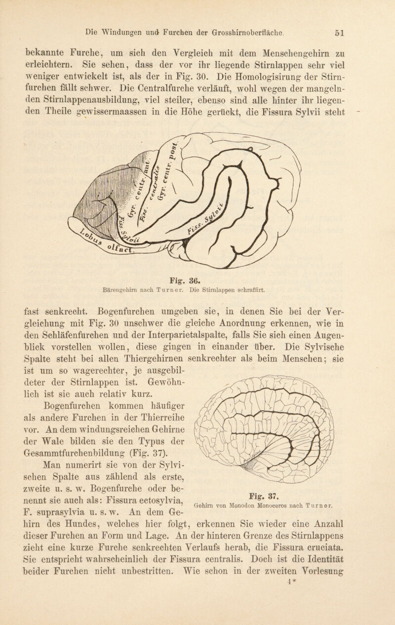 bekannte Furclie, um sich den Vergleich mit dem Menschengehirn zu erleichtern. Sie sehen, dass der vor ihr liegende Stirnlappen sehr viel weniger entwickelt ist, als der in Fig. 30. Die Homologisirung der Stirn¬ furchen fällt schwer. Die Centralfurche verläuft, wohl wegen der mangeln¬ den Stirnlappenausbildung, viel steiler, ebenso sind alle hinter ihr liegen¬ den Theile gewissermaassen in die Höhe gerückt, die Fissura Sylvii steht fast senkrecht. Bogenfurchen umgeben sie, in denen Sie bei der Ver¬ gleichung mit Fig. 30 unschwer die gleiche Anordnung erkennen, wie in den Schläfenfurchen und der Interparietalspalte, falls Sie sich einen Augen¬ blick vorstellen wollen, diese gingen in einander über. Die Sylvische Spalte steht bei allen Thiergehirnen senkrechter als beim Menschen; sie ist um so wagerechter, je ausgebil¬ deter der Stirnlappen ist. Gewöhn¬ lich ist sie auch relativ kurz. Bogenfurchen kommen häufiger als andere Furchen in der Thierreihe vor. An dem windungsreichen Gehirne der Wale bilden sie den Typus der Gesammtfurchenbildung (Fig. 37). Man numerirt sie von der Sylvi- schen Spalte aus zählend als erste, zweite u. s. w. Bogenfurche oder be¬ nennt sie auch als: Fissura ectosylvia, F. suprasylvia u. s. w. An dem Ge¬ hirn des Hundes, welches hier folgt, erkennen Sie wieder eine Anzahl dieser Furchen an Form und Lage. An der hinteren Grenze des Stirnlappens zieht eine kurze Furche senkrechten Verlaufs herab, die Fissura cruciata. Sie entspricht wahrscheinlich der Fissura centralis. Doch ist die Identität beider Furchen nicht unbestritten. Wie schon in der zweiten Vorlesung Fig*. 37. Gehirn von Monodon Monoceros nach. Turner,