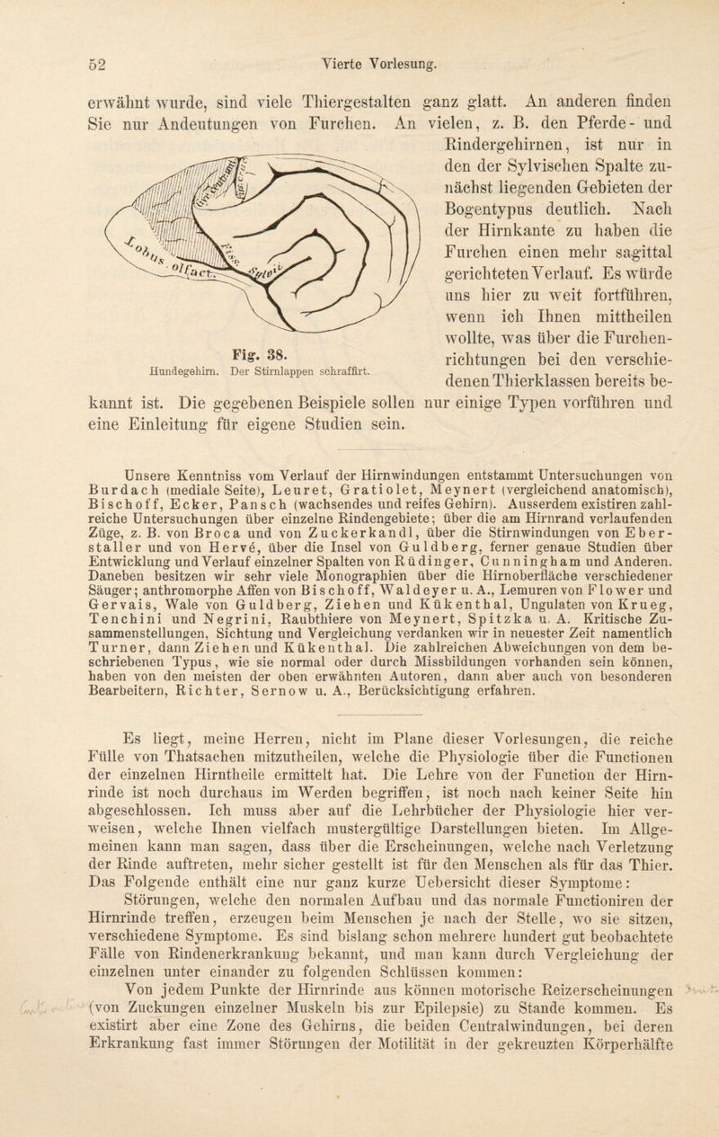 erwähnt wurde, sind viele Tinergestalten ganz glatt. An anderen finden Sie nur Andeutungen von Furchen. An vielen, z. B. den Pferde- und Rindergehirnen, ist nur in den der Sylvisclien Spalte zu¬ nächst liegenden Gebieten der Bogentypus deutlich. Nach der Hirnkante zu haben die Furchen einen mehr sagittal gerichteten Verlauf. Es würde uns hier zu weit fortführen, wenn ich Ihnen mittheilen wollte, was über die Furchen¬ richtungen bei den verschie¬ denen Thierklassen bereits be- Fig. 88. Hunrlegebirn. Der Stirnlappen schraffirt. kannt ist. Die gegebenen Beispiele sollen nur einige Typen vorführen und eine Einleitung für eigene Studien sein. Unsere Kenntniss vom Verlauf der Hirnwindungen entstammt Untersuchungen von Burdach (mediale Seite), Leuret, Gratiolet, Meynert (vergleichend anatomisch), Bischoff, Ecker, Pansch (wachsendes und reifes Gehirn). Ausserdem existiren zahl¬ reiche Untersuchungen über einzelne Rindengebiete; über die am Hirnrand verlaufenden Züge, z. B. von Broca und von Zuckerkandl, über die Stirnwindungen von Eber¬ stall er und von Herve, über die Insel von Guldberg, ferner genaue Studien über Entwicklung und Verlauf einzelner Spalten von Rüdinger, Cunningham und Anderen. Daneben besitzen wir sehr viele Monographien über die Hirnoberfläche verschiedener Säuger; anthromorphe Affen von Bis cho ff, Wald eyer u. A., Lemuren von Flower und Gervais, Wale von Guldberg, Ziehen und Kükenthal, Ungulaten von Krueg, Tenchini und Negrini, Raubthiere von Meynert, Spitzka u. A. Kritische Zu¬ sammenstellungen, Sichtung und Vergleichung verdanken wir in neuester Zeit namentlich Turner, dann Ziehen und Kükenthal. Die zahlreichen Abweichungen von dem be¬ schriebenen Typus, wie sie normal oder durch Missbildungen vorhanden sein können, haben von den meisten der oben erwähnten Autoren, dann aber auch von besonderen Bearbeitern, Richter, Sernow u. A., Berücksichtigung erfahren. Es liegt, meine Herren, nicht im Plane dieser Vorlesungen, die reiche Fülle von Thatsachen mitzutheilen, welche die Physiologie über die Functionen der einzelnen Hirntheile ermittelt hat. Die Lehre von der Function der Hirn¬ rinde ist noch durchaus im Werden begriffen, ist noch nach keiner Seite hin abgeschlossen. Ich muss aber auf die Lehrbücher der Physiologie hier ver¬ weisen, welche Ihnen vielfach mustergültige Darstellungen bieten. Im Allge¬ meinen kann man sagen, dass über die Erscheinungen, welche nach Verletzung der Rinde auftreten, mehr sicher gestellt ist für den Menschen als für das Thier. Das Folgende enthält eine nur ganz kurze Uebersicht dieser Symptome: Störungen, welche den normalen Aufbau und das normale Functioniren der Hirnrinde treffen, erzeugen beim Menschen je nach der Stelle, wo sie sitzen, verschiedene Symptome. Es sind bislang schon mehrere hundert gut beobachtete Fälle von Rindenerkrankung bekannt, und man kann durch Vergleichung der einzelnen unter einander zu folgenden Schlüssen kommen: Von jedem Punkte der Hirnrinde aus können motorische Reizerscheinungen (von Zuckungen einzelner Muskeln bis zur Epilepsie) zu Stande kommen. Es existirt aber eine Zone des Gehirns, die beiden Centralwindungen, bei deren Erkrankung fast immer Störungen der Motilität in der gekreuzten Körperhälfte