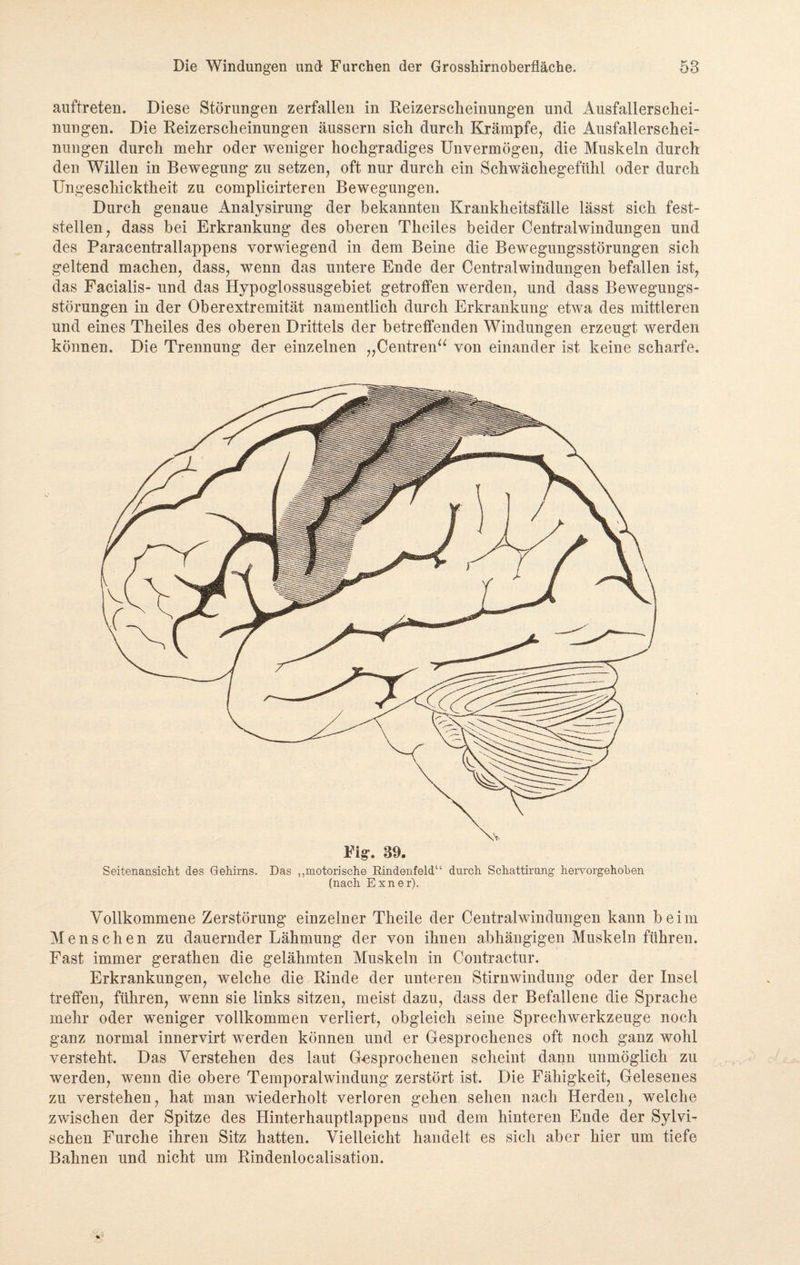 auftreten. Diese Störungen zerfallen in Reizerscheinungen und Ausfallerschei¬ nungen. Die Reizerscheinungen äussern sich durch Krämpfe, die Ausfallerschei¬ nungen durch mehr oder weniger hochgradiges Unvermögen, die Muskeln durch den Willen in Bewegung zu setzen, oft nur durch ein Schwächegefühl oder durch Ungeschicktheit zu complicirteren Bewegungen. Durch genaue Analysirung der bekannten Krankheitsfälle lässt sich fest¬ stellen, dass bei Erkrankung des oberen Theiles beider Centralwindungen und des Paracentrallappens vorwiegend in dem Beine die Bewegungsstörungen sich geltend machen, dass, wenn das untere Ende der Centralwindungen befallen ist, das Facialis- und das Hypoglossusgebiet getroffen werden, und dass Bewegungs¬ störungen in der Oberextremität namentlich durch Erkrankung etwa des mittleren und eines Theiles des oberen Drittels der betreffenden Windungen erzeugt werden können. Die Trennung der einzelnen „Centren“ von einander ist keine scharfe. Seitenansicht des Gehirns. Das ,,motorische Kindenfeld“ durch Schattirung hervorgehoben (nach Exner). Vollkommene Zerstörung einzelner Theile der Centralwindungen kann beim Menschen zu dauernder Lähmung der von ihnen abhängigen Muskeln führen. Fast immer gerathen die gelähmten Muskeln in Contractur. Erkrankungen, welche die Rinde der unteren Stirnwindung oder der Insel treffen, führen, wenn sie links sitzen, meist dazu, dass der Befallene die Sprache mehr oder weniger vollkommen verliert, obgleich seine Sprechwerkzeuge noch ganz normal innervirt werden können und er Gesprochenes oft noch ganz wohl versteht. Das Verstehen des laut G-esprochenen scheint dann unmöglich zu werden, wenn die obere Temporalwindung zerstört ist. Die Fähigkeit, Gelesenes zu verstehen, hat man wiederholt verloren gehen sehen nach Herden, welche zwischen der Spitze des Hinterhauptlappens und dem hinteren Ende der Sylvi- schen Furche ihren Sitz hatten. Vielleicht handelt es sich aber hier um tiefe Bahnen und nicht um Rindenlocalisation.