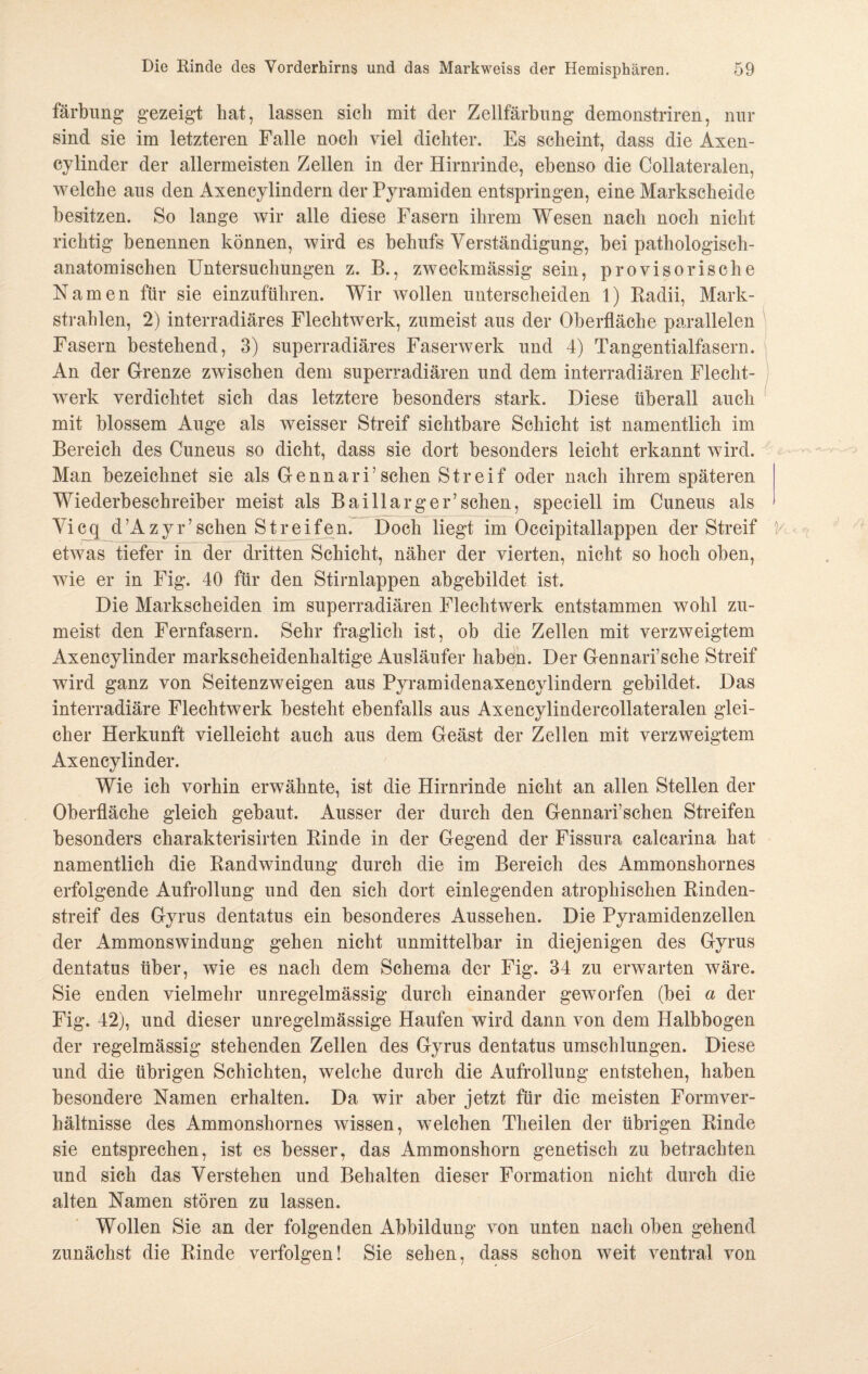 färbung gezeigt bat, lassen sieb mit der Zellfärbung demonstriren, nur sind sie im letzteren Falle noch viel dichter. Es scheint, dass die Axen¬ cylinder der allermeisten Zellen in der Hirnrinde, ebenso die Collateralen, welche aus den Axencylindern der Pyramiden entspringen, eine Markscheide besitzen. So lange wir alle diese Fasern ihrem Wesen nach noch nicht richtig benennen können, wird es behufs Verständigung, bei pathologisch¬ anatomischen Untersuchungen z. B., zweckmässig sein, provisorische Namen für sie einzuführen. Wir wollen unterscheiden 1) Radii, Mark¬ strahlen, 2) interradiäres Flechtwerk, zumeist aus der Oberfläche parallelen Fasern bestehend, 3) superradiäres Faserwerk und 4) Tangentialfasern. An der Grenze zwischen dem superradiären und dem interradiären Flecht¬ werk verdichtet sich das letztere besonders stark. Diese überall auch mit blossem Auge als weisser Streif sichtbare Schicht ist namentlich im Bereich des Cuneus so dicht, dass sie dort besonders leicht erkannt wird. Man bezeichnet sie als Gennari7 sehen Streif oder nach ihrem späteren Wiederbeschreiber meist als Baillarger’sehen, speciell im Cuneus als Yicq d’Azyr’sehen Streifen. Doch liegt im Occipitallappen der Streif 1' etwas tiefer in der dritten Schicht, näher der vierten, nicht so hoch oben, wie er in Fig. 40 für den Stirnlappen abgebildet ist. Die Markscheiden im superradiären Flechtwerk entstammen wohl zu¬ meist den Fernfasern. Sehr fraglich ist, ob die Zellen mit verzweigtem Axencylinder markscheidenhaltige Ausläufer haben. Der Gennari’sche Streif wird ganz von Seitenzweigen aus Pyramidenaxencylindern gebildet. Das interradiäre Flechtwerk besteht ebenfalls aus Axencylindercollateralen glei¬ cher Herkunft vielleicht auch aus dem Geäst der Zellen mit verzweigtem Axencylinder. Wie ich vorhin erwähnte, ist die Hirnrinde nicht an allen Stellen der Oberfläche gleich gebaut. Ausser der durch den Gennari’schen Streifen besonders charakterisirten Binde in der Gegend der Fissura calcarina hat namentlich die Bandwindung durch die im Bereich des Ammonshornes erfolgende Aufrollung und den sich dort einlegenden atrophischen Binden¬ streif des Gyrus dentatus ein besonderes Aussehen. Die Pyramidenzellen der Ammons Windung gehen nicht unmittelbar in diejenigen des Gyrus dentatus über, wie es nach dem Schema der Fig. 34 zu erwarten wäre. Sie enden vielmehr unregelmässig durch einander geworfen (bei a der Fig. 42), und dieser unregelmässige Haufen wird dann von dem Halbbogen der regelmässig stehenden Zellen des Gyrus dentatus umschlungen. Diese und die übrigen Schichten, welche durch die Aufrollung entstehen, haben besondere Namen erhalten. Da wir aber jetzt für die meisten Form Ver¬ hältnisse des Ammonshornes wissen, welchen Theilen der übrigen Binde sie entsprechen, ist es besser, das Ammonshorn genetisch zu betrachten und sich das Verstehen und Behalten dieser Formation nicht durch die alten Namen stören zu lassen. Wollen Sie an der folgenden Abbildung von unten nach oben gehend zunächst die Binde verfolgen! Sie sehen, dass schon weit ventral von
