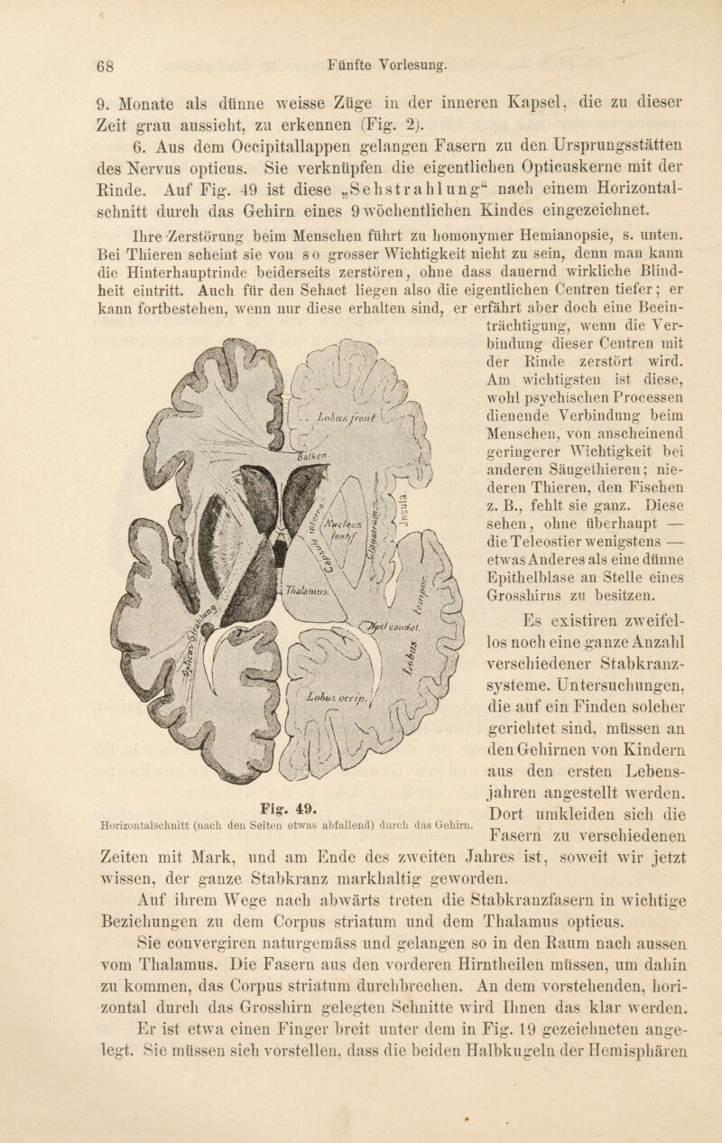 9. Monate als dünne weisse Züge in der inneren Kapsel, die zu dieser Zeit grau aussieht, zu erkennen (Fig. 2). 6. Aus dem Occipitallappen gelangen Fasern zu den Ursprungsstätten des Nervus opticus. Sie verknüpfen die eigentlichen Opticuskerne mit der Rinde. Auf Fig. 49 ist diese „Sehstrahlung“ nach einem Horizontal¬ schnitt durch das Gehirn eines 9 wöchentlichen Kindes eingezeichnet. Ihre Zerstörung beim Menschen führt zu homonymer Hemianopsie, s. unten. Bei Thieren scheint sie von s o grosser Wichtigkeit nicht zu sein, denn man kann die Hinterhauptrinde beiderseits zerstören, ohne dass dauernd wirkliche Blind¬ heit eintritt. Auch für den Sehact liegen also die eigentlichen Centren tiefer; er kann fortbesteken, wenn nur diese erhalten sind, er erfährt aber doch eine Beein¬ trächtigung, wenn die Ver¬ bindung dieser Centren mit der Rinde zerstört wird. Am wichtigsten ist diese, wohl psychischen Processen dienende Verbindung beim Menschen, von anscheinend geringerer Wichtigkeit bei anderen Säugethieren; nie¬ deren Thieren, den Fischen z. B., fehlt sie ganz. Diese sehen, ohne überhaupt — die Teleostier wenigstens — etwas Anderes als eine dünne Epithelblase an Stelle eines Grosshirns zu besitzen. Es existiren zweifel¬ los noch eine ganze Anzahl verschiedener Stabkranz¬ systeme. Untersuchungen, die auf ein Finden solcher gerichtet sind, müssen an den Gehirnen von Kindern aus den ersten Lebens¬ jahren angestellt werden. Dort umkleiden sich die Horizontalschnitt (nach den Seiten etwas abfallend) durch das Gehirn. , fasern zu verschiedenen Zeiten mit Mark, und am Ende des zweiten Jahres ist, soweit wir jetzt wissen, der ganze Stabkranz markhaltig geworden. Auf ihrem Wege nach abwärts treten die Stabkranzfasern in wichtige Beziehungen zu dem Corpus striatum und dem Thalamus opticus. Sie convergiren naturgemäss und gelangen so in den Raum nach aussen vom Thalamus. Die Fasern aus den vorderen Hirntheilen müssen, um dahin zu kommen, das Corpus striatum durchbrechen. An dem vorstehenden, hori¬ zontal durch das Grosshirn gelegten Schnitte wird Ihnen das klar werden. Er ist etwa einen Fingerbreit unter dem in Fig. 19 gezeichneten ange¬ legt. Sie müssen sich vorstellen, dass die beiden Halbkugeln der Hemisphären