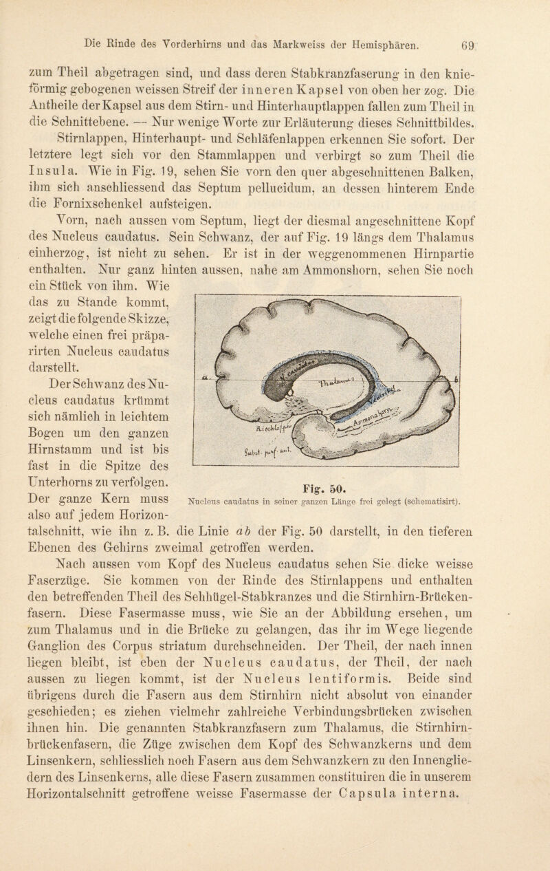 zum Theil abgetragen sind, und dass deren Stabkranzfaserung in den knie- förmig gebogenen weissen Streif der inneren Kapsel von oben her zog. Die Antheile der Kapsel aus dem Stirn- und Hinterhauptlappen fallen zum Theil in die Schnittebene. — Nur wenige Worte zur Erläuterung dieses Schnittbildes. Stirnlappen, Hinterhaupt- und Schläfenlappen erkennen Sie sofort. Der letztere legt sich vor den Stammlappen und verbirgt so zum Theil die Insula. Wie in Fig. 19, sehen Sie vorn den quer abgeschnittenen Balken, ihm sich anschliessend das Septum pellucidum, an dessen hinterem Ende die Fornixschenkel aufsteigen. Vorn, nach aussen vom Septum, liegt der diesmal angeschnittene Kopf des Nucleus caudatus. Sein Schwanz, der auf Fig. 19 längs dem Thalamus einherzog, ist nicht zu sehen. Er ist in der weggenommenen Hirnpartie enthalten. Nur ganz hinten aussen, nahe am Ammonshorn, sehen Sie noch ein Stück von ihm. Wie das zu Stande kommt, zeigt die folgende Skizze, welche einen frei präpa- rirten Nucleus caudatus darstellt. Der Schwanz des Nu¬ cleus caudatus krümmt sich nämlich in leichtem Bogen um den ganzen Hirnstamm und ist bis fast in die Spitze des Unterhorns zu verfolgen. Der ganze Kern muss also auf jedem Horizon¬ talschnitt, wie ihn z. B. die Linie a b der Fig. 50 darstellt, in den tieferen Ebenen des Gehirns zweimal getroffen werden. Nach aussen vom Kopf des Nucleus caudatus sehen Sie dicke weisse Faserzüge. Sie kommen von der Rinde des Stirnlappens und enthalten den betreffenden Theil des Sehhügel-Stabkranzes und die Stirnhirn-Brücken¬ fasern. Diese Fasermasse muss, wie Sie an der Abbildung ersehen, um zum Thalamus und in die Brücke zu gelangen, das ihr im Wege liegende Ganglion des Corpus striatum durchschneiden. Der Theil, der nach innen liegen bleibt, ist eben der Nucleus caudatus, der Theil, der nach aussen zu liegen kommt, ist der Nucleus lentiformis. Beide sind übrigens durch die Fasern aus dem Stirnhirn nicht absolut von einander geschieden; es ziehen vielmehr zahlreiche Verbindungsbrücken zwischen ihnen hin. Die genannten Stabkranzfasern zum Thalamus, die Stirnhirn¬ brückenfasern, die Züge zwischen dem Kopf des Schwanzkerns und dem Linsenkern, schliesslich noch Fasern aus dem Schwanzkern zu den Innenglie¬ dern des Linsenkerns, alle diese Fasern zusammen constituiren die in unserem Horizontalschnitt getroffene weisse Fasermasse der Capsula interna. Fig. 50. Nucleus caudatus in seiner ganzen Länge frei gelegt (scliematisirt).