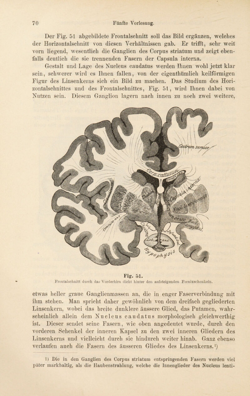 Der Fig. 51 abgebildete Frontalschnitt soll das Bild ergänzen, welches der Horizontalschnitt von diesen Verhältnissen gab. Er trifft, sehr weit vorn liegend, wesentlich die Ganglien des Corpus striatum und zeigt eben¬ falls deutlich die sie trennenden Fasern der Capsula interna. Gestalt und Lage des Nucleus caudatus werden Thnen wohl jetzt klar sein, schwerer wird es Ihnen fallen, von der eigenthümlich keilförmigen Figur des Linsenkerns sich ein Bild zu machen. Das Studium des Hori¬ zontalschnittes und des Frontalschnittes, Fig. 5t, wird Ihnen dabei von Nutzen sein. Diesem Ganglion lagern nach innen zu noch zwei weitere, Fig. 51. Frontalsclmitt durch das Vorderhirn dicht hinter den aufsteigenden Fornixschenkeln. etwas heller graue Ganglienmassen an, die in enger Faserverbindung mit ihm stehen. Man spricht daher gewöhnlich von dem dreifach gegliederten Linsenkern, wobei das breite dunklere äussere Glied, das Putamen, wahr¬ scheinlich allein dem Nucleus caudatus morphologisch gleichwerthig ist. Dieser sendet seine Fasern, wie oben angedeutet wurde, durch den vorderen Schenkel der inneren Kapsel zu den zwei inneren Gliedern des Linsenkerns und vielleicht durch sie hindurch weiter hinab. Ganz ebenso verlaufen auch die Fasern des äusseren Gliedes des Linsenkerns. •) 1) Die in den Ganglien des Corpus striatum entspringenden Fasern werden viel päter markhaltig, als die Haubenstrahlung, welche die Innenglieder des Nucleus lenti-