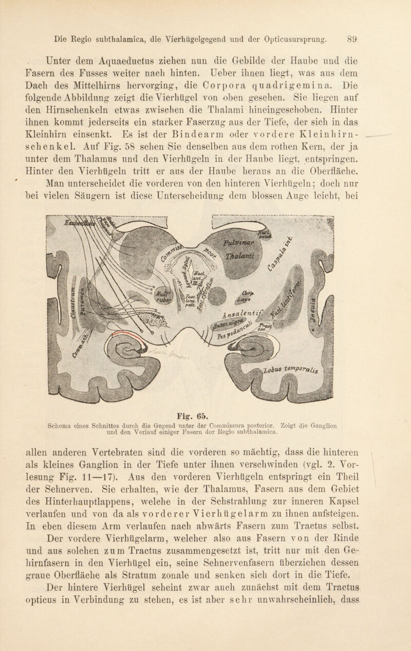 Unter dem Aquaeductus ziehen nun die Gebilde der Haube und die Fasern des Fusses weiter nach hinten. Ueber ihnen liegt, was aus dem Dach des Mittelhirns hervorging, die Corpora quadrigemina. Die folgende Abbildung zeigt die Vierhügel von oben gesehen. Sie liegen auf den Hirnschenkeln etwas zwischen die Thalami hineingeschoben. Hinter ihnen kommt jederseits ein starker Faserzug aus der Tiefe, der sich in das Kleinhirn einsenkt. Es ist der Bindearm oder vordere Kleinhirli¬ sch enkel. Auf Fig. 58 sehen Sie denselben aus dem rothen Kern, der ja unter dem Thalamus und den Vierhügeln in der Haube liegt, entspringen. Hinter den Vierhügeln tritt er aus der Haube heraus an die Oberfläche. Man unterscheidet die vorderen von den hinteren Vierhügeln; doch nur bei vielen Säugern ist diese Unterscheidung dem blossen Auge leicht, bei Fig. 05. Schema eines Schnittes durch die Gegend unter der Commissura posterior. Zeigt die Gangdien und den Verlauf einiger Fasern der Regio subthalamica. allen anderen Vertebraten sind die vorderen so mächtig, dass die hinteren als kleines Ganglion in der Tiefe unter ihnen verschwinden (vgl. 2. Vor¬ lesung Fig. 11—-17). Aus den vorderen Vierhügeln entspringt ein Theil der Sehnerven. Sie erhalten, wie der Thalamus, Fasern aus dem Gebiet des Hinterhauptlappens, welche in der Sehstrahlung zur inneren Kapsel verlaufen und von da als vorderer Vierhügelarm zu ihnen aufsteigen. In eben diesem Arm verlaufen nach abwärts Fasern zum Tractus selbst. Der vordere Vierhügelarm, welcher also aus Fasern von der Rinde und aus solchen zum Tractus zusammengesetzt ist, tritt nur mit den Ge¬ hirnfasern in den Vierhügel eiu, seine Sehnervenfasern überziehen dessen graue Oberfläche als Stratum zonale und senken sich dort in die Tiefe. Der hintere Vierhügel scheint zwar auch zunächst mit dem Tractus opticus in Verbindung zu stehen, es ist aber sehr unwahrscheinlich, dass