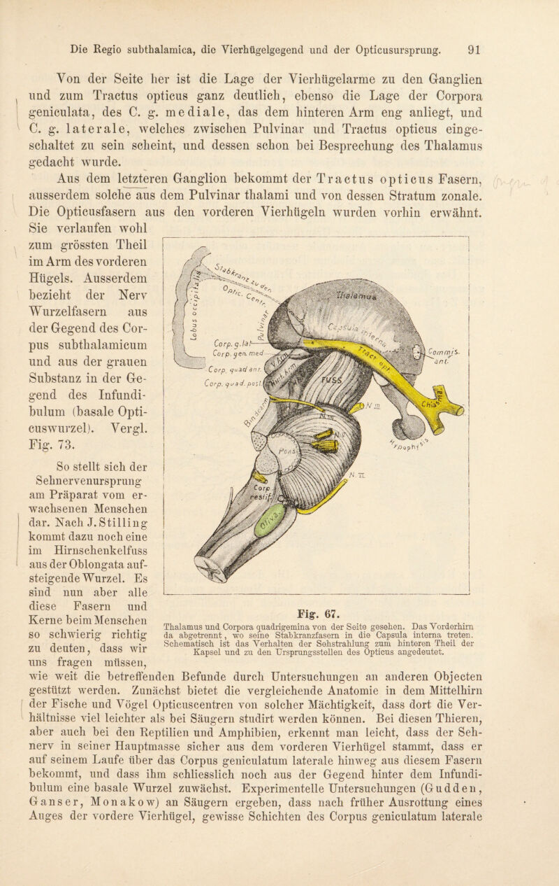 Von der Seite her ist die Lage der Vierhügelarme zu den Ganglien und zum Tractus opticus ganz deutlich, ebenso die Lage der Corpora geniculata, des C. g. mediale, das dem hinteren Arm eng anliegt, und C. g. laterale, welches zwischen Pulvinar und Tractus opticus einge¬ schaltet zu sein scheint, und dessen schon hei Besprechung des Thalamus gedacht wurde. Aus dem letzteren Ganglion bekommt der Tractus opticus Fasern, ausserdem solche aus dem Pulvinar thalami und von dessen Stratum zonale. Die Opticusfasern aus den vorderen Vierhügeln wurden vorhin erwähnt. Sie verlaufen wohl zum grössten Theil im Arm des vorderen Hügels. Ausserdem bezieht der Nerv Wurzelfasern aus der Gegend des Cor¬ pus subtkalamicum und aus der grauen Substanz in der Ge¬ gend des Infundi- buium (basale Opti¬ cuswurzel). Vergl. Fig. 73. So stellt sich der Selmervenursprung am Präparat vom er¬ wachsenen Menschen dar. Nach J.Stilling kommt dazu noch eine im Hirnschenkelfuss aus der Oblongata auf¬ steigende Wurzel. Es sind nun aber alle diese Fasern und Kerne beim Menschen so schwierig richtig zu deuten, dass wir uns fragen müssen, wie weit die betreffenden Befunde durch Untersuchungen an anderen Objecten gestützt werden. Zunächst bietet die vergleichende Anatomie in dem Mittelhirn der Fische und Vögel Opticuscentren von solcher Mächtigkeit, dass dort die Ver¬ hältnisse viel leichter als bei Säugern studirt werden können. Bei diesen Thieren, aber auch bei den Reptilien und Amphibien, erkennt man leicht, dass der Seh¬ nerv in seiner Hauptmasse sicher aus dem vorderen Vierhügel stammt, dass er auf seinem Laufe über das Corpus geniculatum laterale hinweg aus diesem Fasern bekommt, und dass ihm schliesslich noch aus der Gegend hinter dem Infundi- bulum eine basale Wurzel zuwächst. Experimentelle Untersuchungen (Gudden, Ganser, Monakow) an Säugern ergeben, dass nach früher Ausrottung eines Auges der vordere Vierhügel, gewisse Schichten des Corpus geniculatum laterale Fig. 67. Thalamus und Corpora quadrigemina von der Seite gesehen. Das Vorderhirn da abgetrennt, wo seine Stab kranzfasern in die Capsula interna treten. Schematisch ist das Verhalten der Sehstrahlung zum hinteren Theil der Kapsel und zu den Ursprungsstellen des Opticus angedeutet.