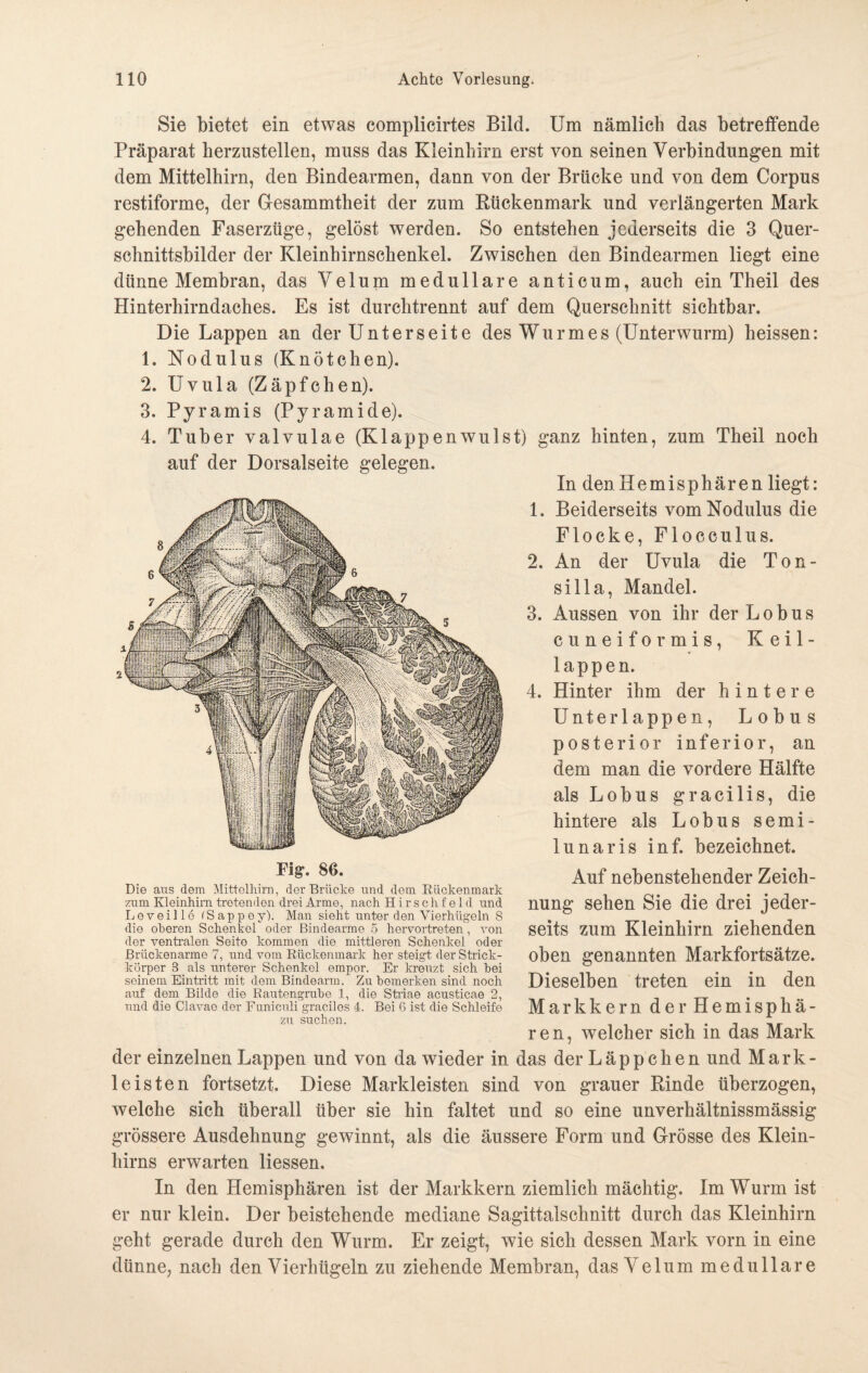 Sie bietet ein etwas complicirtes Bild. Um nämlich das betreffende Präparat herzustellen, muss das Kleinhirn erst von seinen Verbindungen mit dem Mittelhirn, den Bindearmen, dann von der Brücke und von dem Corpus restiforme, der Gesammtheit der zum Rückenmark und verlängerten Mark gehenden Faserzüge, gelöst werden. So entstehen jederseits die 3 Quer¬ schnittsbilder der Kleinhirnschenkel. Zwischen den Bindearmen liegt eine dünne Membran, das Velum medulläre anticum, auch ein Theil des Hinterhirndaches. Es ist durchtrennt auf dem Querschnitt sichtbar. Die Lappen an der Unterseite des Wurmes (Unterwurm) heissen: 1. Nodulus (Knötchen). 2. Uvula (Zäpfchen). 3. Pyramis (Pyramide). 4. Tuber valvulae (Klappenwillst) ganz hinten, zum Theil noch In den Hemisphären liegt: 1. Beiderseits vom Nodulus die Flocke, Floeculus. 2. An der Uvula die Ton- silla, Mandel. 3. Aussen von ihr der L o b u s cuneiformis, Keil¬ lappen. 4. Hinter ihm der hintere Unter lappen, Lobus posterior inferior, an dem man die vordere Hälfte als Lobus gracilis, die hintere als Lobus semi¬ lunar is inf. bezeichnet. auf der Dorsalseite gelegen. Fig. 86. Die aus dem Mittelhirn, der Brüche und dem Rückenmark zum Kleinhirn tretenden drei Arme, nach Hirse hfeld und L e v e i 11 e (S a p p e y). Man sieht unter den Vierhügeln 8 die oberen Schenkel oder Bindearme 5 hervortreten, von der ventralen Seito kommen die mittleren Schenkel oder Brückenarme 7, und vom Rückenmark her steigt der Strick¬ körper 3 als unterer Schenkel empor. Er kreuzt sich hei seinem Eintritt mit dem Bindearm. Zu bemerken sind noch auf dem Bilde die Rautengrube 1, die Striae acusticae 2, und die Clavae der Funiculi gracilos 4. Bei 6 ist die Schleife zu suchen. der einzelnen Lappen und von da wieder in das der Läppchen und Mark- 1 eisten fortsetzt. Diese Markleisten sind von grauer Rinde überzogen, welche sich überall über sie hin faltet und so eine unverhältnissmässig grössere Ausdehnung gewinnt, als die äussere Form und Grösse des Klein¬ hirns erwarten Hessen. In den Hemisphären ist der Markkern ziemlich mächtig. Im Wurm ist er nur klein. Der beistehende mediane Sagittalschnitt durch das Kleinhirn geht gerade durch den Wurm. Er zeigt, wie sich dessen Mark vorn in eine dünne, nach den Vierhügeln zu ziehende Membran, das Velum medulläre Auf nebenstehender Zeich¬ nung sehen Sie die drei jeder¬ seits zum Kleinhirn ziehenden oben genannten Markfortsätze. Dieselben treten ein in den Markkern der Hemisphä¬ ren, welcher sich in das Mark