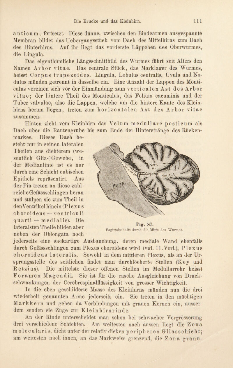 „M . l/v,% % nj-'-  r:C anticum, fortsetzt. Diese dünne, zwischen den Bindearmen ausgespannte Membran bildet das Uebergangsstück vom Dach des Mittelhirns zum Dach des Hinterhirns. Auf ihr liegt das vorderste Läppchen des Oberwurmes, die Lingula. Das eigentümliche Längsschnittbild des Wurmes führt seit Alters den Namen Arbor vitae. Das centrale Stück, das Marklager des Wurmes, heisst Corpus trapezoides. Lingula, Lobulus centralis, Uvula und No- dulus münden getrennt in dasselbe ein. Eine «Anzahl der Lappen des Monti- culus vereinen sich vor der Einmündung zum verticalenAst des Arbor vitae; der hintere Theil des Monticulus, das Folium cacuminis und der Tuber valvulae, also die Lappen, welche um die hintere Kante des Klein¬ hirns herum liegen, treten zum horizontalen Ast des Arbor vitae zusammen. Hinten zieht vom Kleinhirn das Velum medulläre posticum als Dach über die Rautengrube bis zum Ende der Hinterstränge des Rücken¬ markes. Dieses Dach be¬ steht nur in seinen lateralen Theilen aus dichterem (we¬ sentlich Glia-) Gewebe, in der Medianlinie ist es nur durch eine Schicht cubischen Epithels repräsentirt. Aus der Pia treten an diese zahl¬ reich eGefässschlingen heran und stülpen sie zum Theil in den Ventrikel hinein (P1 exu s choroideus — ventriculi quarti — medialis). Die lateralsten Theile bilden aber neben der Oblongata noch jederseits eine sackartige Ausbauchung, deren mediale Wand ebenfalls durch Gefässschlingen zum Plexus choroideus wird (vgl. ll.Vorl.), Plexus choroideus lateralis. Sowohl in dem mittleren Plexus, als an der Ur¬ sprungsstelle des seitlichen findet man durchlöcherte Stellen (Key und Retzius). Die mittelste dieser offenen Stellen im Medullarrohr heisst Foramen Magendii. Sie ist für die rasche Ausgleichung von Druck¬ schwankungen der Cerebrospinalflüssigkeit von grosser Wichtigkeit. In die eben geschilderte Masse des Kleinhirns münden nun die drei wiederholt genannten Arme jederseits ein. Sie treten in den mächtigen Markkern und gehen da Verbindungen mit grauen Kernen ein, ausser¬ dem senden sie Züge zur Kleinhirnrinde. An der Rinde unterscheidet man schon bei schwacher Vergrösserung drei verschiedene Schichten. Am weitesten nach aussen liegt die Zona molecularis, dicht unter der relativ dicken peripheren Gliasschicht; am weitesten nach innen, an das Markweiss grenzend, die Zona granu- Fiff. 87. Sagittalschnitt durch die Mitte des Wurmes.