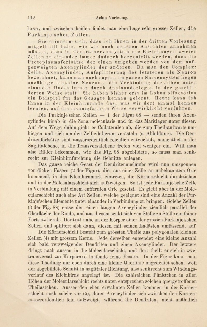 losa, und zwischen beiden findet man eine Lage sehr grosser Zellen, die Purk inj e’ sehen Zellen. Sie erinnern sich, dass ich Ihnen in der dritten Vorlesung mitgetheilt habe, wie wir nach neueren Ansichten annehmen müssen, dass im Centralnervensystem die Beziehungen zweier Zellen zu einander immer dadurch her gestellt werden, dass die Protoplasmafortsätze der einen umgeben werden von dem auf¬ gezweigten Axencylinder der anderen. Da man den Complex: Zelle, Axencylinder, Aufsplitterung des letzteren als Neuron bezeichnet, kann man auch sagen: im ganzen Nervensystem liegen unzählige einzelne Neurone; die Verbindung derselben unter einander findet immer durch Aneinanderlegen in der geschil¬ derten Weise statt. Sie haben bisher erst im Lobus olfactorius ein Beispiel für das Gesagte kennen gelernt. Heute kann ich Ihnen in der Kleinhirnrinde das, was wir dort einmal kennen lernten, auf die mannigfachste Weise verwirklicht vorführen. Die Purkinje’sehen Zellen — 1 der Figur 88 — senden ihren Axen¬ cylinder hinab in die Zona molecularis und in das Marklager unter dieser. Auf dem Wege dahin giebt er Collateralen ab, die zum Theil aufwärts um¬ biegen und sich um den Zellleib herum verästeln (s. Abbildung), Die Den¬ dritenfortsätze sind ausserordentlich reichlich entwickelt, namentlich in der Sagittalebene, in die Transversalebene treten viel weniger ein. Will man also Bilder bekommen, wie das Fig. 88 abgebildete, so muss man senk¬ recht zur Kleinhirnfurchung die Schnitte anlegen. Das ganze reiche Geäst der Dendritenausläufer wird nun umsponnen von dicken Fasern (2 der Figur), die, aus einer Zelle an unbekanntem Orte kommend, in das Kleinhirnmark eintreten, die Körnerschicht durchziehen und in der Molecularschicht sich aufzweigen. So ist jede Purkinje’sche Zelle in Verbindung mit einem entfernten Orte gesetzt. Es giebt aber in der Moie- cularschicht auch eine Art Zellen, welche geeignet sind eine Anzahl der Pur¬ kinje’sehen Elemente unter einander in Verbindung zu bringen. Solche Zellen (3 der Fig. 88) entsenden einen langen Axencylinder ziemlich parallel der Oberfläche der Rinde, und aus diesem senkt sich von Stelle zu Stelle ein feiner Fortsatz herab. Der tritt nahe an der Körper einer der grossen Purkinje’schen Zellen und splittert sich dann, diesen mit seinen Endästen umfassend, auf. Die Körnerschicht besteht zum grössten Theile aus polygonalen kleinen Zellen (4) mit grossem Kerne. Jede derselben entsendet eine kleine Anzahl sich bald verzweigender Dendriten und einen Axencylinder. Der letztere dringt nach aussen in die Molecularschicht, und dort theilt er sich in zwei transversal zur Körperaxe laufende feine Fasern. In der Figur kann man diese Theilung nur eben durch eine kleine Querlinie angedeutet sehen, weil der abgebildete Schnitt in sagittaler Richtung, also senkrecht zum Windungs¬ verlauf des Kleinhirns angelegt ist. Die zahlreichen Pünktchen in allen Höhen der Molecularschicht rechts unten entsprechen solchen quergetroffenen Theilästchen. Ausser den eben erwähnten Zellen kommen in der Körner¬ schicht noch solche vor (5), deren Axencylinder sich zwischen den Körnern ausserordentlich fein aufzweigt, während die Dendriten, nicht unähnlich