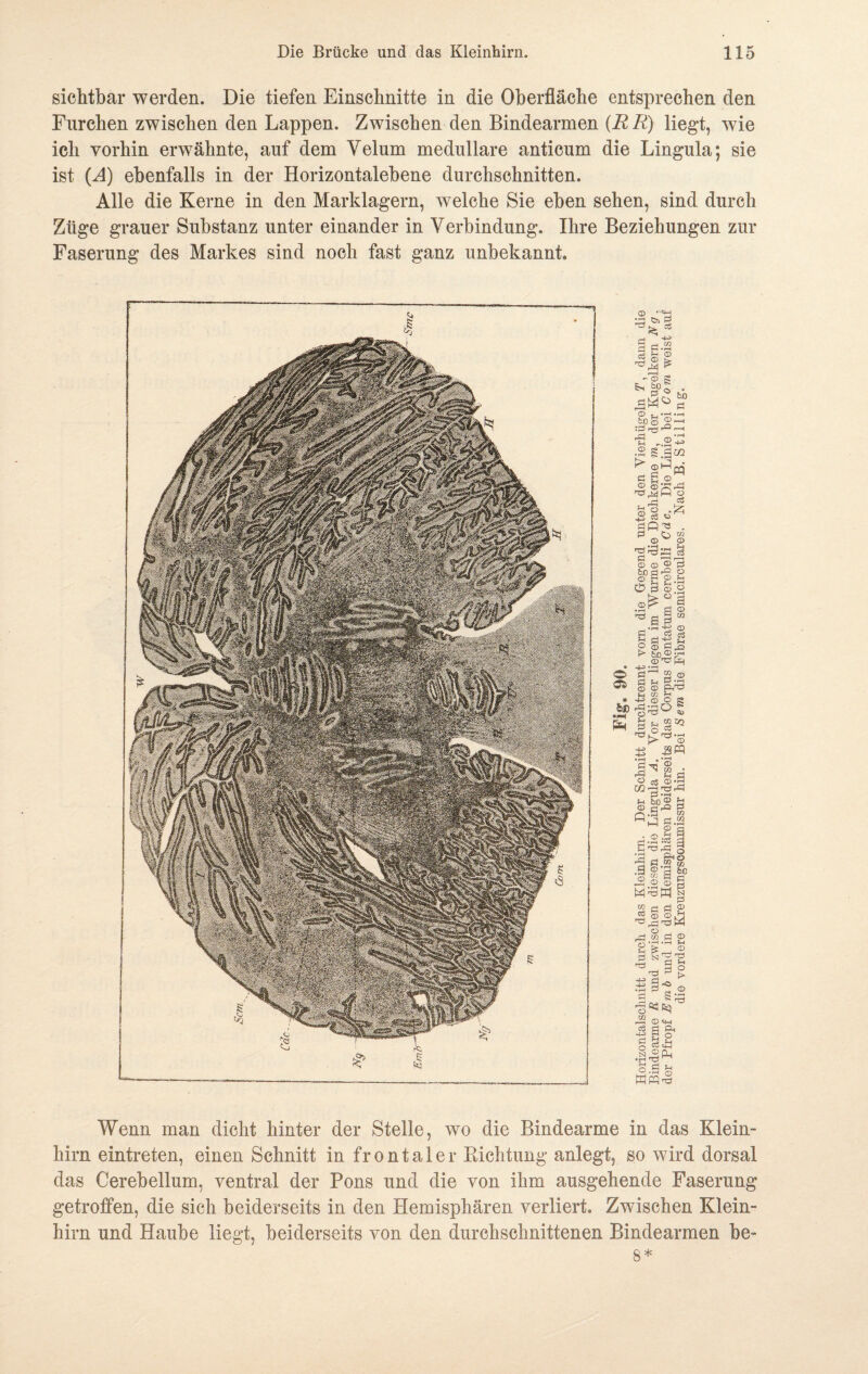 sichtbar werden. Die tiefen Einschnitte in die Oberfläche entsprechen den Furchen zwischen den Lappen. Zwischen den Bindearmen {R R) liegt, wie ich vorhin erwähnte, auf dem Yelum medulläre anticum die Lingula; sie ist (H) ebenfalls in der Horizontalebene durchschnitten. Alle die Kerne in den Marklagern, welche Sie eben sehen, sind durch Züge grauer Substanz unter einander in Verbindung. Ihre Beziehungen zur Faserung des Markes sind noch fast ganz unbekannt. Wenn man dicht hinter der Stelle, wo die Bindearme in das Klein¬ hirn eintreten, einen Schnitt in frontaler Bichtung anlegt, so wird dorsal das Cerebellum, ventral der Pons und die von ihm ausgehende Faserung getroffen, die sich beiderseits in den Hemisphären verliert. Zwischen Klein¬ hirn und Haube liegt, beiderseits von den durchschnittenen Bindearmen be- 8*