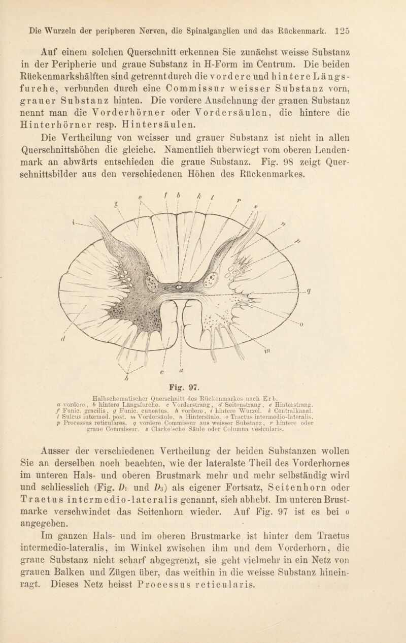 Auf einem solchen Querschnitt erkennen Sie zunächst weisse Substanz in der Peripherie und graue Substanz in H-Form im Centrum. Die beiden Rüekenmarkshälften sind getrennt durch die vordere und hintere Längs¬ furche, verbunden durch eine Commissur weisser Substanz vorn, grauer Substanz hinten. Die vordere Ausdehnung der grauen Substanz nennt man die Vorder hörner oder Vor der Säulen, die hintere die Hinterhörner resp. H int er Säulen. Die Vertheilung von weisser und grauer Substanz ist nicht in allen Querschnittshöhen die gleiche. Namentlich tiberwiegt vom oberen Lenden¬ mark an abwärts entschieden die graue Substanz. Fig. 98 zeigt Quer¬ schnittsbilder aus den verschiedenen Höhen des Rückenmarkes. Fig. 97. Halbschematischer Querschnitt des Rückenmarkes nach Erb. a vordere, b hintere Längsfurche, c Vorderstrang, d Seitenstrang, e Hinterstrang. / Funic. gracilis, g Funic. cuneatus. h vordere, i hintere Wurzel. Je Centralkanal. I Sulcus intermed. post, m Vordersäule, n Hintersäule, o Tractus intermedio-lateralis. p Processus reticulares. q vordere Commissur aus weisser Substanz, r hintere oder graue Commissur. s Clarke’sche Säule oder Columna vesicularis. Ausser der verschiedenen Vertheilung der beiden Substanzen wollen Sie an derselben noch beachten, wie der lateralste Theil des Vorderhorn es im unteren Hals- und oberen Brustmark mehr und mehr selbständig wird und schliesslich (Fig. D\ und D$) als eigener Fortsatz, Seitenhorn oder Tractus inte r medio-late ralis genannt, sich abhebt. Im unteren Brust¬ marke verschwindet das Seitenhorn wieder. Auf Fig. 97 ist es bei o angegeben. Im ganzen Hals- und im oberen Brustmarke ist hinter dem Tractus intermedio-lateralis, im Winkel zwischen ihm und dem Vorderhorn, die graue Substanz nicht scharf abgegrenzt, sie geht vielmehr in ein Netz von grauen Balken und Zügen über, das weithin in die weisse Substanz hinein¬ ragt. Dieses Netz heisst Processus reticularis.