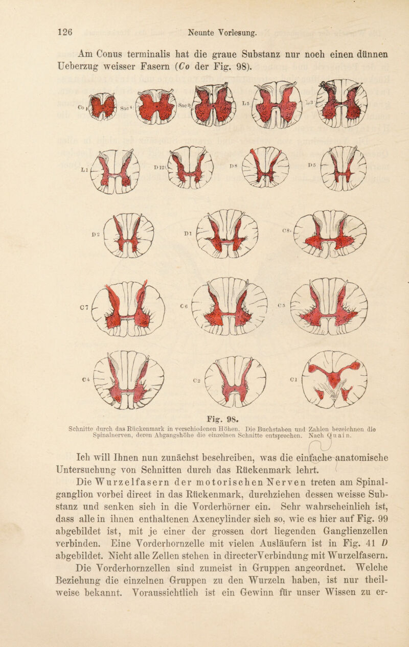 Am Conus terminalis hat die graue Substanz nur noch einen dünnen Ueberzug weisser Fasern (Co der Fig. 98). Fig. 98. Schnitte durch das Rückenmark in verschiedenen Höhen. Die Buchstaben und Zahlen bezeichnen die Spinalnerven, deren Abgangshöhe die einzelnen Schnitte entsprechen. Nach Qfuain. Ich will Ihnen nun zunächst beschreiben, was die einfache anatomische Untersuchung von Schnitten durch das Rückenmark lehrt. Die Würzelfasern der motorischenNerven treten am Spinal¬ ganglion vorbei direct in das Rückenmark, durchziehen dessen weisse Sub¬ stanz und senken sich in die Vorderhörner ein. Sehr wahrscheinlich ist, dass alle in ihnen enthaltenen Axencylinder sich so, wie es hier auf Fig. 99 abgebildet ist, mit je einer der grossen dort liegenden Ganglienzellen verbinden. Eine Vorderhornzelle mit vielen Ausläufern ist in Fig. 41 D abgebildet. Nicht alle Zellen stehen in directerVerbindung mit Wurzelfasern. Die Vorderhornzellen sind zumeist in Gruppen angeordnet. Welche Beziehung die einzelnen Gruppen zu den Wurzeln haben, ist nur theil- weise bekannt. Voraussichtlich ist ein Gewinn für unser Wissen zu er-