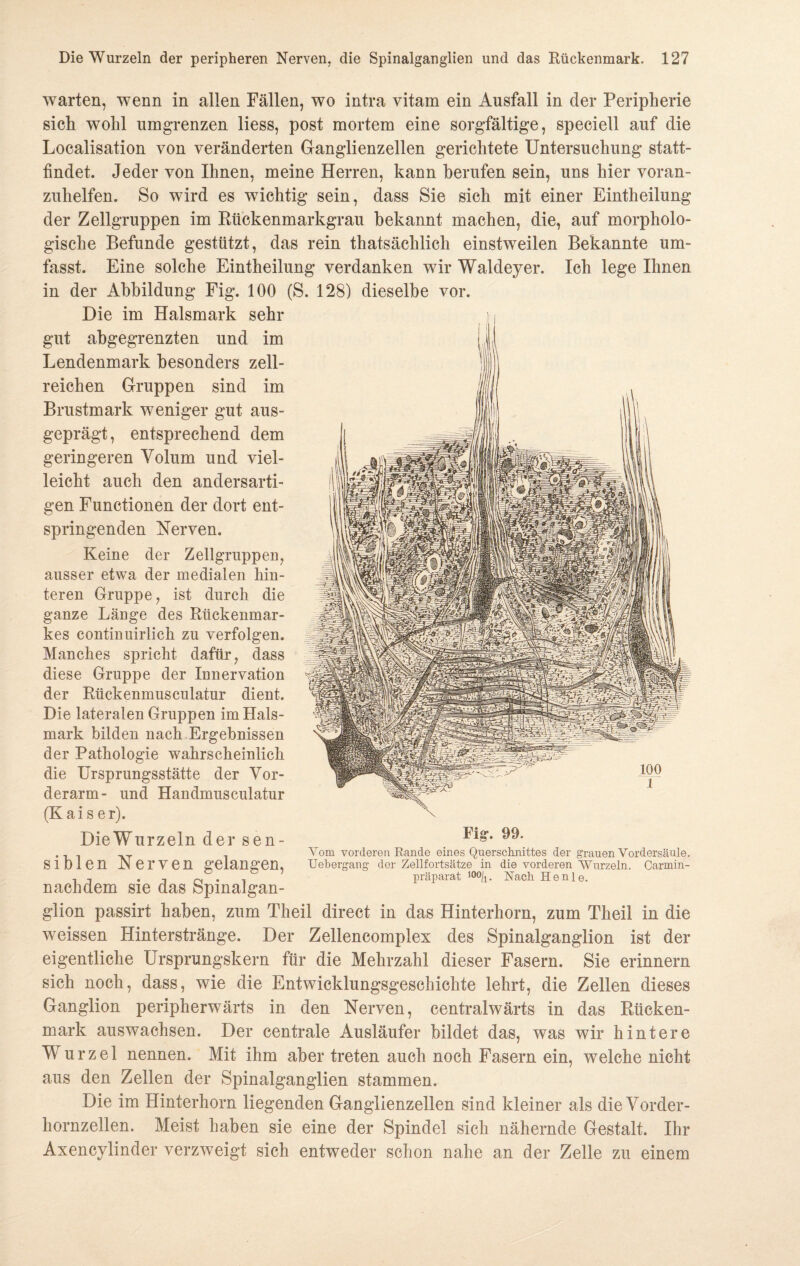 warten, wenn in allen Fällen, wo intra vitam ein Ausfall in der Peripherie sich wohl umgrenzen liess, post mortem eine sorgfältige, speciell auf die Localisation von veränderten Ganglienzellen gerichtete Untersuchung statt¬ findet. Jeder von Ihnen, meine Herren, kann berufen sein, uns hier voran¬ zuhelfen. So wird es wichtig sein, dass Sie sich mit einer Eintheilung der Zellgruppen im Rückenmarkgrau bekannt machen, die, auf morpholo¬ gische Befunde gestützt, das rein thatsächlich einstweilen Bekannte um¬ fasst. Eine solche Eintheilung verdanken wir Waldeyer. Ich lege Ihnen in der Abbildung Fig. 100 (S. 128) dieselbe vor. Die im Halsmark sehr gut abgegrenzten und im Lendenmark besonders zell¬ reichen Gruppen sind im Brustmark weniger gut aus¬ geprägt, entsprechend dem geringeren Volum und viel¬ leicht auch den andersarti¬ gen Functionen der dort ent¬ springenden Nerven. Keine der Zellgruppen, ausser etwa der medialen hin¬ teren Gruppe, ist durch die ganze Länge des Rückenmar¬ kes continuirlieh zu verfolgen. Manches spricht dafür, dass diese Gruppe der Innervation der Rückenmusculatur dient. Die lateralen Gruppen im Hals¬ mark bilden nach Ergebnissen der Pathologie wahrscheinlich die Ursprungsstätte der Vor¬ derarm- und Handmusculatur (Kaiser). DieWurzeln der sen¬ siblen Nerven gelangen, nachdem sie das Spinalgan¬ glion passirt haben, zum Theil direct in das Hinterhorn, zum Theil in die weissen Hinterstränge. Der Zellencomplex des Spinalganglion ist der eigentliche Ursprungskern für die Mehrzahl dieser Fasern. Sie erinnern sich noch, dass, wie die Entwicklungsgeschichte lehrt, die Zellen dieses Ganglion peripherwärts in den Nerven, centralwärts in das Rücken¬ mark auswachsen. Der centrale Ausläufer bildet das, was wir hintere Wurzel nennen. Mit ihm aber treten auch noch Fasern ein, welche nicht aus den Zellen der Spinalganglien stammen. Die im Hinterhorn liegenden Ganglienzellen sind kleiner als die Vorder¬ hornzellen. Meist haben sie eine der Spindel sich nähernde Gestalt. Ihr Axencylinder verzweigt sich entweder schon nahe an der Zelle zu einem Fig. 99. Vom vorderen Rande eines Querschnittes der grauen Vordersäule. Uehergang der Zellfortsätze in die vorderen Wurzeln. Carmin- präparat 100/i. Nach Henle.