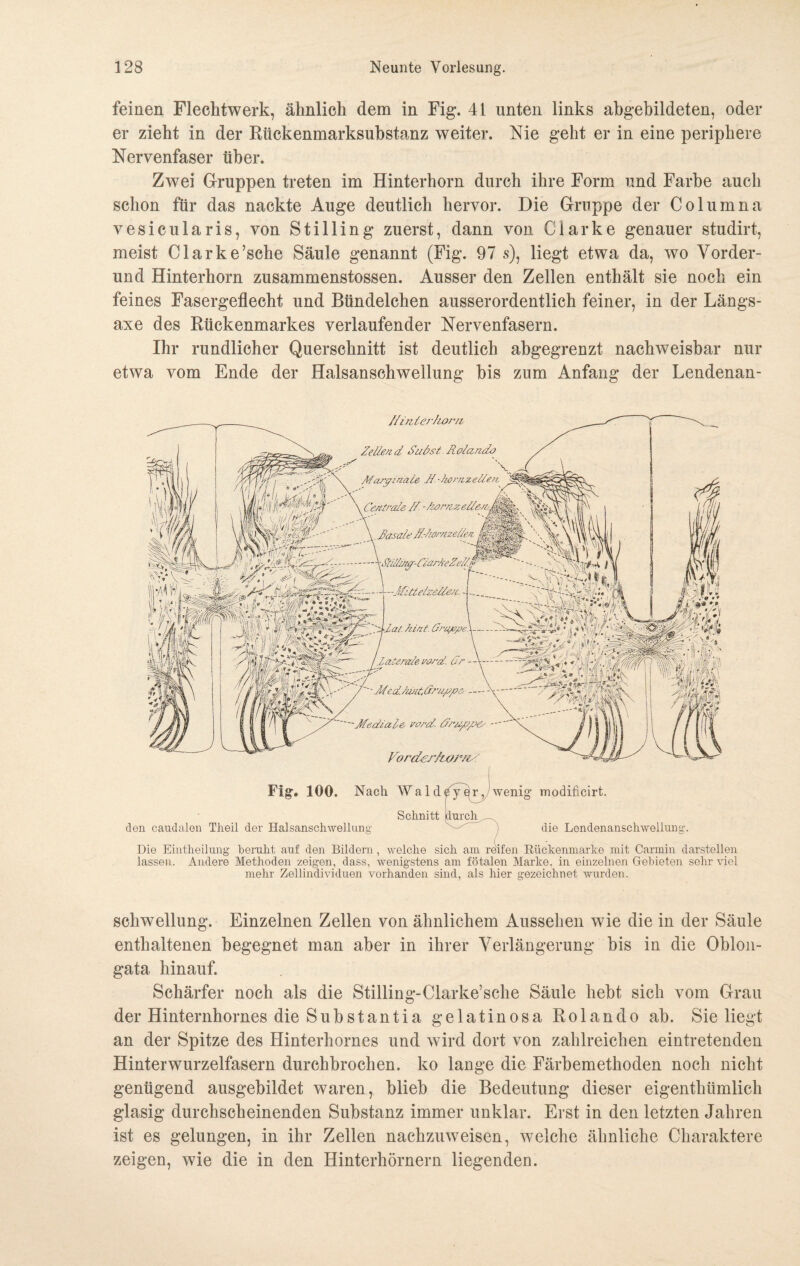 feinen Flechtwerk, ähnlich dem in Fig. 41 unten links abgebildeten, oder er zieht in der Rückenmarksubstanz weiter. Nie geht er in eine periphere Nervenfaser über. Zwei Gruppen treten im Hinterhorn durch ihre Form und Farbe auch schon für das nackte Auge deutlich hervor. Die Gruppe der Columna vesicularis, von Stilling zuerst, dann von Clarke genauer studirt, meist Clarke’sche Säule genannt (Fig. 97 s), liegt etwa da, wo Vorder- und Hinterhorn zusammenstossen. Ausser den Zellen enthält sie noch ein feines Fasergeflecht und Bündelchen ausserordentlich feiner, in der Längs- axe des Rückenmarkes verlaufender Nervenfasern. Ihr rundlicher Querschnitt ist deutlich abgegrenzt nachweisbar nur etwa vom Ende der Halsanschwellung bis zum Anfang der Lendenan- /{inter/ior/t Zellend Su&st Rolando Mary male R.-kornzelle/i Centrale /d -Zomzelle/^ . Rasale Jd.-liarnzelien V /;• ij t -\Stiilmgr-CiarfaZe//ß ßfittelzällen. - -Zat. hint. Cruyye Z/Zierate zard. 0  - - Med./wit,dru/z/ze — Mediate zord. dru/z/?&' Forder/toRnz: :'%Vrn ••. f^k : 7 \ fj | / \ -3»hm Fig. 100. Nach Wald Schnitt hur den caudalen Theil der Haisanschwellung wenig modificirt. die Lendenanschwellung. Die Eintheilung beruht auf den Bildern, welche sich am rdifen Riickenmarke mit Carmin darstellen lassen. Andere Methoden zeigen, dass, wenigstens am fötalen Marke, in einzelnen Gebieten sehr viel mehr Zellindividuen vorhanden sind, als hier gezeichnet wurden. Schwellung. Einzelnen Zellen von ähnlichem Aussehen wie die in der Säule enthaltenen begegnet man aber in ihrer Verlängerung bis in die Oblon- gata hinauf. Schärfer noch als die Stilling-Clarke’sche Säule hebt sich vom Grau der Hinternhornes die Substantia gelatinosa Rolando ab. Sie liegt an der Spitze des Hinterhornes und wird dort von zahlreichen eintretenden Hinterwurzelfasern durchbrochen, ko lange die Färbemethoden noch nicht genügend ausgebildet waren, blieb die Bedeutung dieser eigentlnimlieh glasig durchscheinenden Substanz immer unklar. Erst in den letzten Jahren ist es gelungen, in ihr Zellen nachzuweisen, welche ähnliche Charaktere zeigen, wie die in den Hinterhörnern liegenden.