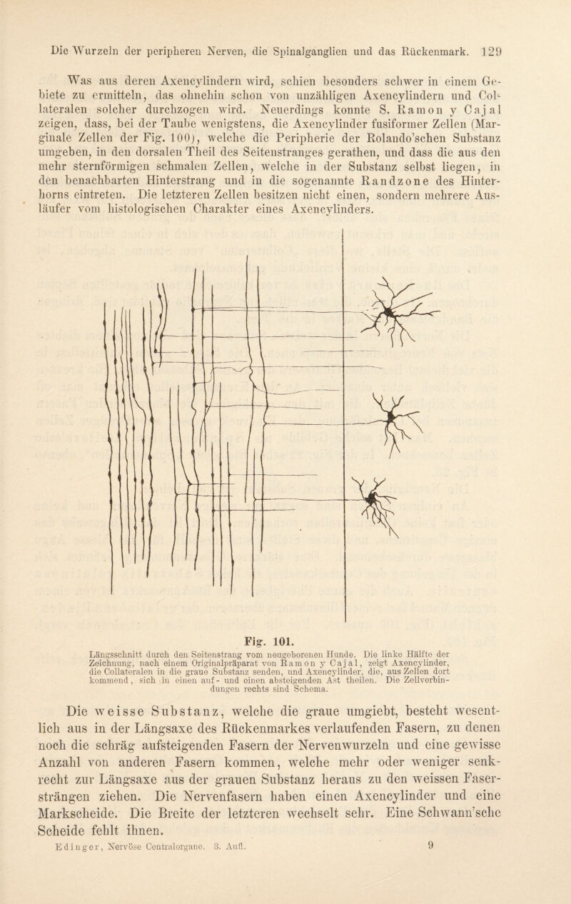 Was aus deren Axencylindern wird, schien besonders schwer in einem Ge¬ biete zu ermitteln, das ohnehin schon von unzähligen Axencylindern und Col- lateralen solcher durchzogen wird. Neuerdings konnte S. Ramon y Cajal zeigen, dass, bei der Taube wenigstens, die Axencylinder fusiformer Zellen (Mar¬ ginale Zellen der Fig. 100), welche die Peripherie der Rolando’schen Substanz umgeben, in den dorsalen Theil des Seitenstranges gerathen, und dass die aus den mehr sternförmigen schmalen Zellen, welche in der Substanz selbst liegen, in den benachbarten Hinterstrang und in die sogenannte Randzone des Hinter¬ horns eintreten. Die letzteren Zellen besitzen nicht einen, sondern mehrere Aus¬ läufer vom histologischen Charakter eines Axencylinders. Fig. ICH. Längsschnitt durch, den Seitenstrang vom neugeborenen Hunde. Die linke Hälfte der Zeichnung, nach einem Originalpräparat von Ramon y Cajal, zeigt Axencylinder, die Collateralen in die graue Substanz senden, und Axencylinder, die, aus Zellen dort kommend, sich in einen auf - und einen absteigenden Ast theilen. Die Zellverbin¬ dungen rechts sind Schema. Die weisse Substanz, welche die graue umgiebt, besteht wesent¬ lich aus in der Längsaxe des Rückenmarkes verlaufenden Fasern, zu denen noch die schräg aufsteigenden Fasern der Nervenwurzeln und eine gewisse Anzahl von anderen Fasern kommen, welche mehr oder weniger senk¬ recht zur Längsaxe aus der grauen Substanz heraus zu den weissen Faser¬ strängen ziehen. Die Nervenfasern haben einen Axencylinder und eine Markscheide. Die Breite der letzteren wechselt sehr. Eine Schwann’sclie Scheide fehlt ihnen. E ding er, Nervöse Central organe. 3. Aufl. 9
