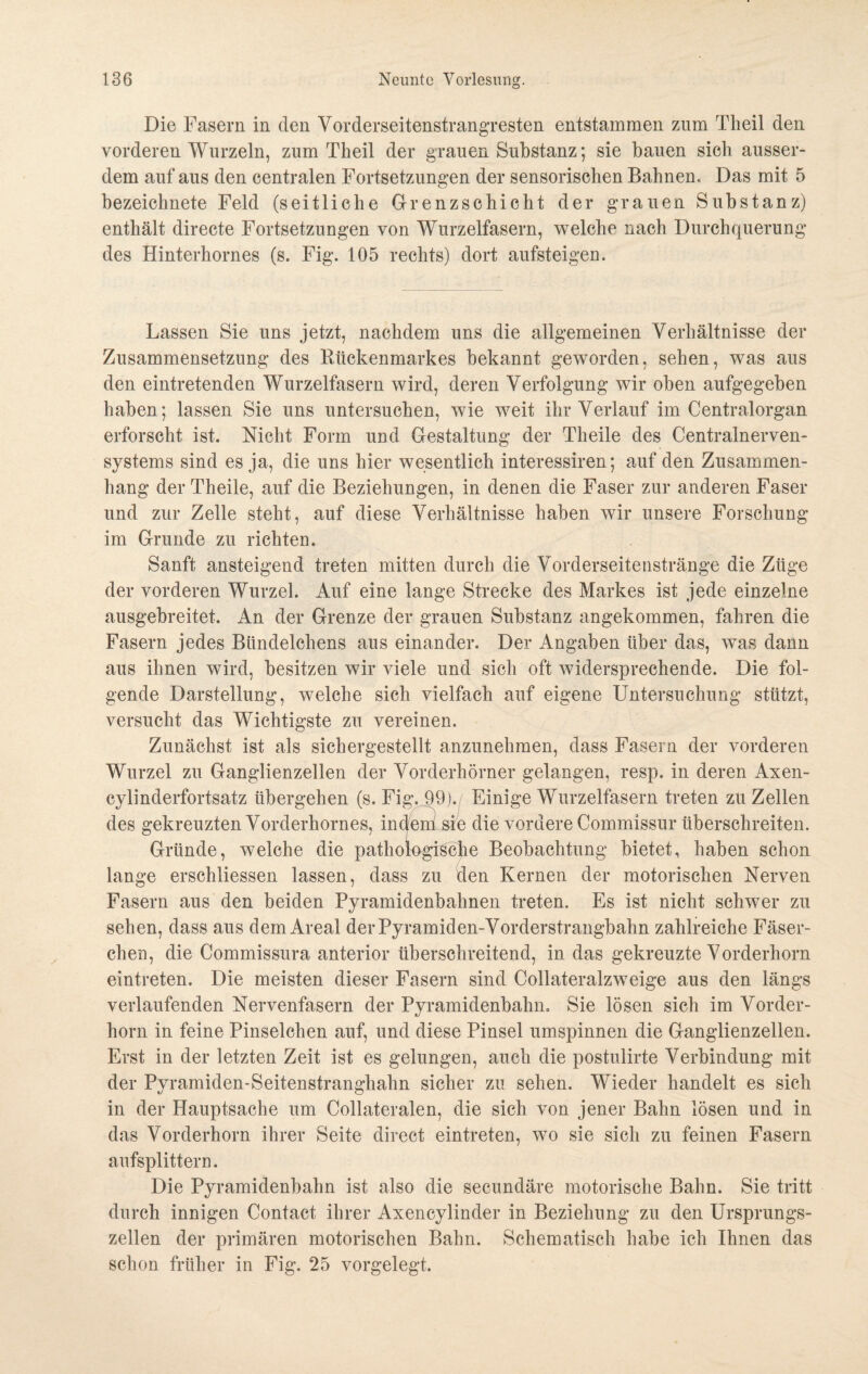 Die Fasern in den Vorderseitenstrangresten entstammen zum Theil den vorderen Wurzeln, zum Theil der grauen Substanz; sie bauen sich ausser¬ dem auf aus den centralen Fortsetzungen der sensorischen Bahnen, Das mit 5 bezeichnete Feld (seitliche Grenzschicht der grauen Substanz) enthält directe Fortsetzungen von Wurzelfasern, welche nach Durchquerung des Hinterholmes (s. Fig. 105 rechts) dort aufsteigen. Lassen Sie uns jetzt, nachdem uns die allgemeinen Verhältnisse der Zusammensetzung des Rückenmarkes bekannt geworden, sehen, was aus den eintretenden Wurzelfasern wird, deren Verfolgung wir oben aufgegeben haben; lassen Sie uns untersuchen, wie weit ihr Verlauf im Centralorgan erforscht ist. Nicht Form und Gestaltung der Theile des Centralnerven¬ systems sind es ja, die uns hier wesentlich interessiren; auf den Zusammen¬ hang der Theile, auf die Beziehungen, in denen die Faser zur anderen Faser und zur Zelle steht, auf diese Verhältnisse haben wir unsere Forschung im Grunde zu richten. Sanft ansteigend treten mitten durch die Vorderseitenstränge die Züge der vorderen Wurzel. Auf eine lange Strecke des Markes ist jede einzelne ausgebreitet. An der Grenze der grauen Substanz angekommen, fahren die Fasern jedes Biindelchens aus einander. Der Angaben über das, was dann aus ihnen wird, besitzen wir viele und sich oft widersprechende. Die fol¬ gende Darstellung, welche sich vielfach auf eigene Untersuchung stützt, versucht das Wichtigste zu vereinen. Zunächst ist als sichergestellt anzunehmen, dass Fasern der vorderen Wurzel zu Ganglienzellen der Vorderhörner gelangen, resp. in deren Axen- cylinderfortsatz übergehen (s. Fig. 99). Einige Wurzelfasern treten zu Zellen des gekreuzten Vorderhornes, in den} sie die vordere Commissur überschreiten. Gründe, welche die pathologische Beobachtung bietet, haben schon lange erschlossen lassen, dass zu den Kernen der motorischen Nerven Fasern aus den beiden Pyramidenbahnen treten. Es ist nicht schwer zu sehen, dass aus dem Areal derPyramiden-Vorderstrangbahn zahlreiche Fäser¬ chen, die Commissura anterior überschreitend, in. das gekreuzte Vorderhorn eintreten. Die meisten dieser Fasern sind Coilateralzweige aus den längs verlaufenden Nervenfasern der Pyramidenbahn. Sie lösen sich im Vorder¬ horn in feine Pinselchen auf, und diese Pinsel umspinnen die Ganglienzellen. Erst in der letzten Zeit ist es gelungen, auch die postulirte Verbindung mit der Pyramiden-Seitenstranghahn sicher zu sehen. Wieder handelt es sich in der Hauptsache um Collateralen, die sich von jener Bahn lösen und in das Vorderhorn ihrer Seite direct eintreten, wo sie sich zu feinen Fasern aufsplittern. Die Pyramidenbahn ist also die secundäre motorische Bahn. Sie tritt durch innigen Contact ihrer Axencylinder in Beziehung zu den Ursprungs¬ zellen der primären motorischen Bahn. Schematisch habe ich Ihnen das schon früher in Fig. 25 vorgelegt.