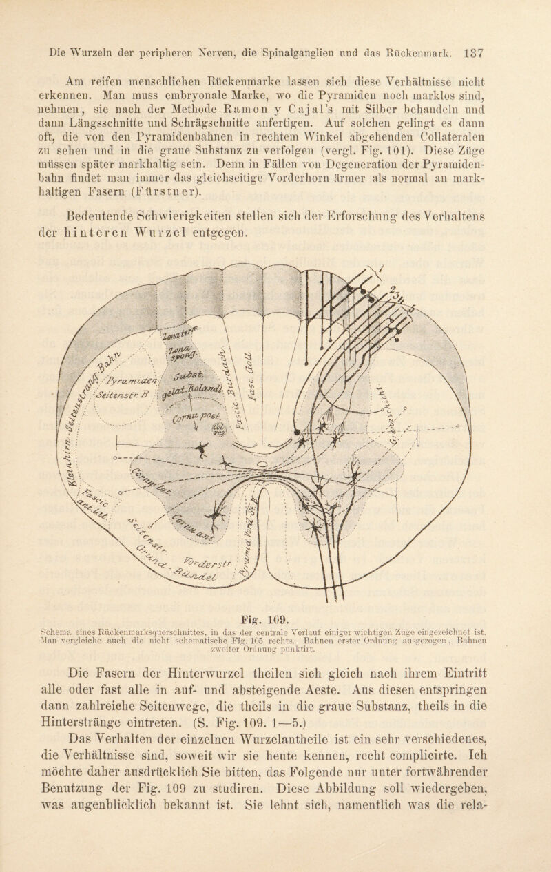 Am reifen menschlichen Rückenmarke lassen sich diese Verhältnisse nicht erkennen. Man muss embryonale Marke, wo die Pyramiden noch marklos sind, nehmen, sie nach der Methode Ramon y Cajal’s mit Silber behandeln und dann Längsschnitte und Schrägschnitte anfertigen. Auf solchen gelingt es dann oft, die von den Pyramidenbahnen in rechtem Winkel abgehenden Collateralen zu sehen und in die graue Substanz zu verfolgen (vergl. Fig. 101). Diese Züge müssen später markhaltig sein. Denn in Fällen von Degeneration der Pyramiden¬ bahn findet man immer das gleichseitige Vorderhorn ärmer als normal an mark¬ haltigen Fasern (F ti r s tn e r). Bedeutende Schwierigkeiten stellen sich der Erforschung des Verhaltens der hinteren Wurzel entgegen. Fig-. 109. Schema eines Rückenmarlisquerschnittes, in Jas der centrale Verlauf einiger wichtigen Züge eingezeichnet ist. Man vergleiche auch die nicht schematische Fig. 105 rechts. Bahnen erster Ordnung ausgezogen, Bahnen zweiter Ordnung punlctirt. Die Fasern der Hinterwurzel theilen sich gleich nach ihrem Eintritt alle oder fast alle in auf- und absteigende Aeste. Aus diesen entspringen dann zahlreiche Seitenwege, die theils in die graue Substanz, theils in die Hinterstränge eintreten. (S. Fig. 109. 1—5.) Das Verhalten der einzelnen Wurzelantheile ist ein sehr verschiedenes, die Verhältnisse sind, soweit wir sie heute kennen, recht complicirte. Ich möchte daher ausdrücklich Sie bitten, das Folgende nur unter fortwährender Benutzung der Fig. 109 zu studiren. Diese Abbildung soll wiedergeben, was augenblicklich bekannt ist. Sie lehnt sich, namentlich was die rela-