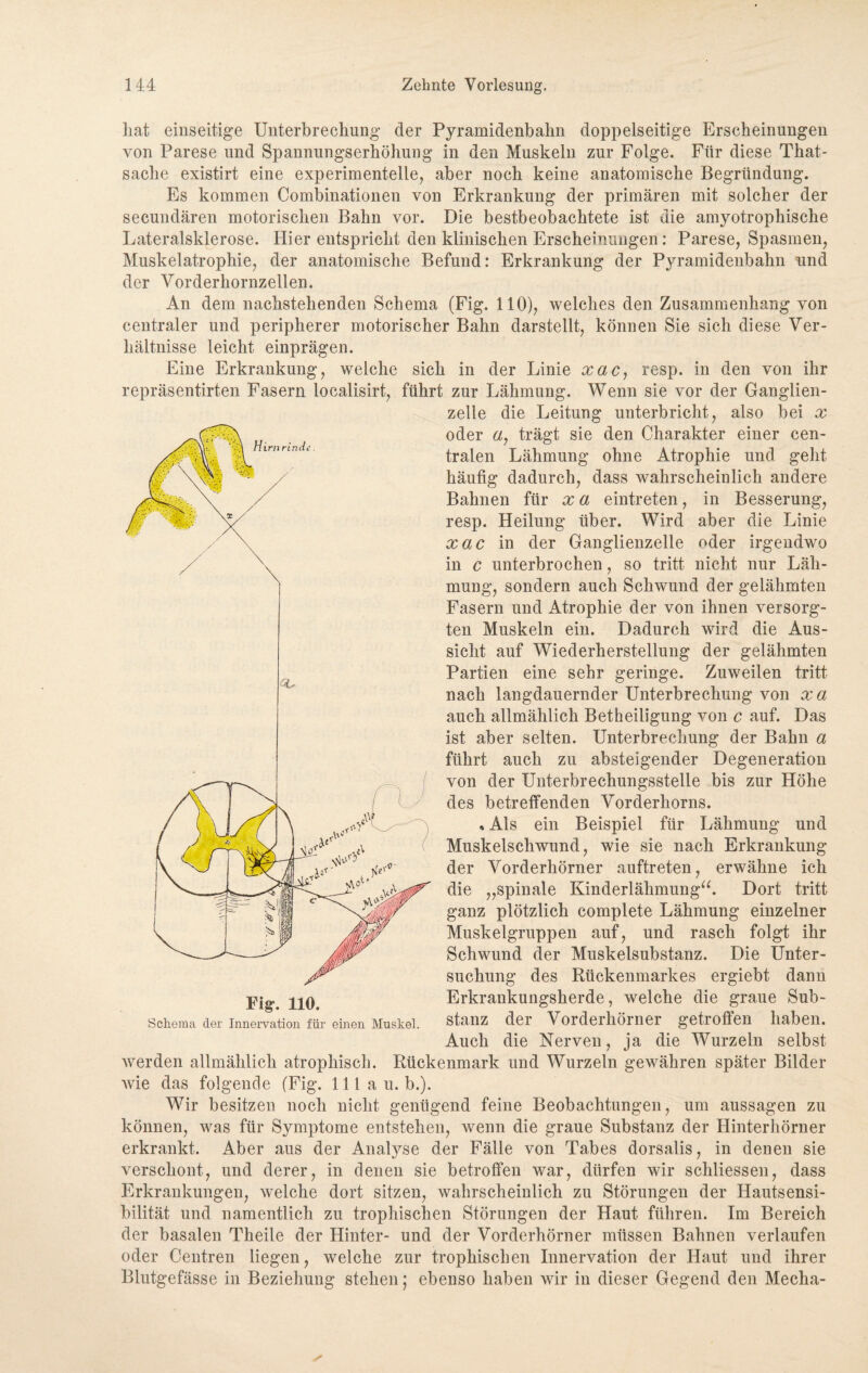 hat einseitige Unterbrechung der Pyramidenbahn doppelseitige Erscheinungen von Parese und Spannungserhöhung in den Muskeln zur Folge. Für diese That- saclie existirt eine experimentelle, aber noch keine anatomische Begründung. Es kommen Combinationen von Erkrankung der primären mit solcher der secundären motorischen Bahn vor. Die bestbeobachtete ist die amyotrophische Lateralsklerose. Hier entspricht den klinischen Erscheinungen: Parese, Spasmen, Muskelatrophie, der anatomische Befund: Erkrankung der Pyramidenbahn und der Vorderhornzellen. An dem nachstehenden Schema (Fig. 110), welches den Zusammenhang von centraler und peripherer motorischer Bahn darstellt, können Sie sich diese Ver¬ hältnisse leicht einprägen. Eine Erkrankung, welche sich in der Linie xac, resp. in den von ihr repräsentirten Fasern localisirt, führt zur Lähmung. Wenn sie vor der Ganglien¬ zelle die Leitung unterbricht, also bei x oder a7 trägt sie den Charakter einer cen¬ tralen Lähmung ohne Atrophie und geht häufig dadurch, dass wahrscheinlich andere Bahnen für x a eintreten, in Besserung, resp. Heilung über. Wird aber die Linie xac in der Ganglienzelle oder irgendwo in c unterbrochen, so tritt nicht nur Läh¬ mung, sondern auch Schwund der gelähmten Fasern und Atrophie der von ihnen versorg¬ ten Muskeln ein. Dadurch wird die Aus¬ sicht auf Wiederherstellung der gelähmten Partien eine sehr geringe. Zuweilen tritt nach langdauernder Unterbrechung von xa auch allmählich Betheiligung von c auf. Das ist aber selten. Unterbrechung der Bahn a führt auch zu absteigender Degeneration von der Unterbrechungsstelle bis zur Höhe des betreffenden Vorderhorns. «Ais ein Beispiel für Lähmung und Muskelschwund, wie sie nach Erkrankung der Vorderhörner auftreten, erwähne ich die „spinale Kinderlähmung“. Dort tritt ganz plötzlich complete Lähmung einzelner Muskelgruppen auf, und rasch folgt ihr Schwund der Muskelsubstanz. Die Unter¬ suchung des Rückenmarkes ergiebt dann Erkrankungsherde, welche die graue Sub- Schema der Innervation für einen Muskel, stanz der Vorderhörner getroffen haben. Auch die Nerven, ja die Wurzeln selbst werden allmählich atrophisch. Rückenmark und Wurzeln gewähren später Bilder wie das folgende (Fig. 111 a u. b.). Wir besitzen noch nicht genügend feine Beobachtungen, um aussagen zu können, was für Symptome entstehen, wenn die graue Substanz der Hinterhörner erkrankt. Aber aus der Analyse der Fälle von Tabes dorsalis, in denen sie verschont, und derer, in denen sie betroffen war, dürfen wir schliessen, dass Erkrankungen, welche dort sitzen, wahrscheinlich zu Störungen der Hautsensi¬ bilität und namentlich zu trophischen Störungen der Haut führen. Im Bereich der basalen Theile der Hinter- und der Vorderhörner müssen Bahnen verlaufen oder Centren liegen, welche zur trophischen Innervation der Haut und ihrer Blutgefässe in Beziehung stehen j ebenso haben wir in dieser Gegend den Mecha-