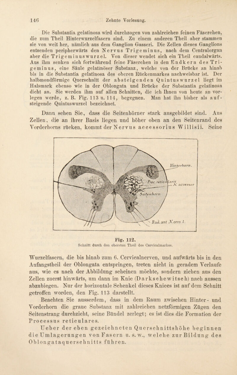 Die Substantia gelatinosa wird durchzogen von zahlreichen feinen Fäserchen, die zum Theil Hinterwurzelfasern sind. Zu einem anderen Theil aber stammen sie von weit her, nämlich aus dem Ganglion Gasseri. Die Zellen dieses Ganglions entsenden peripherwärts den Nervus Trigeminus, nach dem Centralorgan aber die Trigeminuswurzel. Von dieser wendet sich ein Theil caudalwärts. Aus ihm senken sich fortwährend feine Fäserchen in den End kern des Tri¬ geminus, eine Säule gelatinöser Substanz, welche von der Brücke an hinab bis in die Substantia gelatinosa des oberen Rückenmarkes nachweisbar ist. Der halbmondförmige Querschnitt der absteigenden Quintuswurzel liegt im Halsmark ebenso wie in der Oblongata und Brücke der Substantia gelatinosa dicht an. Sie werden ihm auf allen Schnitten, die ich Ihnen von heute an vor¬ legen werde, z. B. Fig. 113 u. 114, begegnen. Man hat ihn bisher als auf- steigende Quintuswurzel bezeichnet. Dann sehen Sie, dass die Seitenhörner stark ausgebildet sind. x4us Zellen, die an ihrer Basis liegen und höher oben an den Seitenrand des Vorderhorns rücken, kommt der Nervus accessorius Willisii. Seine Fig. 112. Schnitt durch den obersten Theil des Cervicalmarkes. Wurzelfasern, die bis hinab zum 6. Cervicalnerven, und aufwärts bis in den Anfangstheil der Oblongata entspringen, treten nicht in geradem Verlaufe aus, wie es nach der Abbildung scheinen möchte, sondern ziehen aus den Zellen zuerst hinwärts, um dann im Knie (Darks che witsch) nach aussen abzubiegen. Nur der horizontale Schenkel dieses Kniees ist auf dem Schnitt getroffen worden, den Fig. 113 darstellt. Beachten Sie ausserdem, dass in dem Raum zwischen Hinter- und Vorderhorn die graue Substanz mit zahlreichen netzförmigen Zügen den Seitenstrang durchzieht, seine Bündel zerlegt; es ist dies die Formation der Processus reticulares. Ueber der eben gezeichneten Querschnittshöhe beginnen die Umlagerungen vonFasern u. s. w., welche zur Bildung des 0 b 1 o n g a t a q u e r s c h n i 11 s führen.