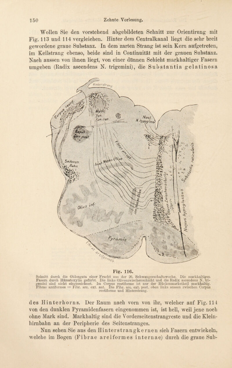 Wollen Sie den vorstehend abgebildeten Schnitt zur Orientirung mit Fig. 113 und 114 vergleichen. Hinter dem Centralkanal liegt die sehr breit gewordene graue Substanz. In dem zarten Strang ist sein Kern aufgetreten, im Keilstrang ebenso, beide sind in Continuität mit der grauen Substanz. Nach aussen von ihnen liegt, von einer dünnen Schicht markhaltiger Fasern umgeben (Radix ascendens N. trigemini), die Substantia gelatinosa Fig. 116. Schnitt durch die Oblongata einer Fracht aus der 26. Schwangerschaftswoche. Die markhaltigen Fasern durch Hämatoxylin gefärbt. Die linke Olivenzwischenschicht und die Radix ascendens N. tri¬ gemini sind nicht eingezeichnet. Im Corpus restiforme ist nur der Rückenmarkstheil markhaltig. Fibrae arciformes = Fibr. arc. ext. ant. Die Fibr. arc. ext. post., oben links aussen zwischen Corpus restiforme und Hinterstrang. des Hinterhorns. Der Raum nach vorn von ihr, welcher auf Fig. 114 von den dunklen Pyramidenfasern eingenommen ist, ist hell, weil jene noch ohne Mark sind. Markhaltig sind die Vorderseitenstrangreste und die Klein¬ hirnbahn an der Peripherie des Seitenstranges. Nun sehen Sie aus den Hinterstrangkernen sich Fasern entwickeln, welche im Bogen (Fibrae arciformes internae) durch die graue Sub-