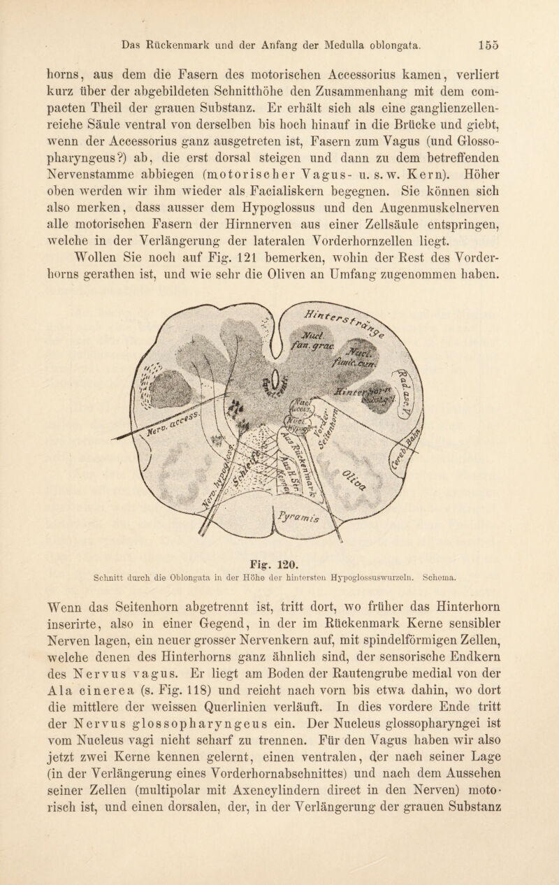 horns, aus dem die Fasern des motorischen Aecessorius kamen, verliert kurz über der abgebildeten Schnittböhe den Zusammenhang mit dem com¬ pacten Theil der grauen Substanz. Er erhält sich als eine ganglienzellen¬ reiche Säule ventral von derselben bis hoch hinauf in die Brücke und giebt, wenn der Aecessorius ganz ausgetreten ist, Fasern zum Vagus (und Glosso- pliaryngeus?) ab, die erst dorsal steigen und dann zu dem betreffenden Nervenstamme abbiegen (motorischer Vagus- u. s. w. Kern). Höher oben werden wir ihm wieder als Facialiskern begegnen. Sie können sich also merken, dass ausser dem Hypoglossus und den Augenmuskelnerven alle motorischen Fasern der Hirnnerven aus einer Zellsäule entspringen, welche in der Verlängerung der lateralen Vorderhornzellen liegt. Wollen Sie noch auf Fig. 121 bemerken, wohin der Rest des Vorder¬ horns gerathen ist, und wie sehr die Oliven an Umfang zugenommen haben. Fig. 120. Schnitt durch die Oblongata in der Höhe der hintersten Hypoglossuswurzeln. Schema. Wenn das Seitenhorn abgetrennt ist, tritt dort, wo früher das Hinterhorn inserirte, also in einer Gegend, in der im Rückenmark Kerne sensibler Nerven lagen, ein neuer grosser Nervenkern auf, mit spindelförmigen Zellen, welche denen des Hinterhorns ganz ähnlich sind, der sensorische Endkern des Nervus vagus. Er liegt am Boden der Rautengrube medial von der Ala cinerea (s. Fig. 118) und reicht nach vorn bis etwa dahin, wo dort die mittlere der weissen Querlinien verläuft. In dies vordere Ende tritt der Nervus glossopharyngeus ein. Der Nucleus glossopharyngei ist vom Nucleus vagi nicht scharf zu trennen. Für den Vagus haben wir also jetzt zwei Kerne kennen gelernt, einen ventralen, der nach seiner Lage (in der Verlängerung eines Vorderhornabschnittes) und nach dem Aussehen seiner Zellen (multipolar mit Axencylindern direct in den Nerven) moto¬ risch ist, und einen dorsalen, der, in der Verlängerung der grauen Substanz