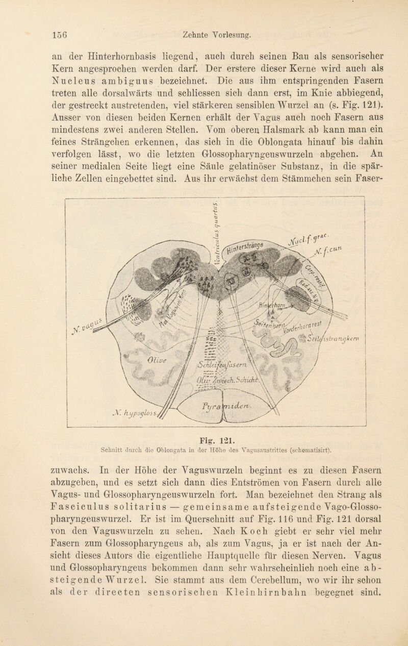 an der Hinterhornbasis liegend, auch durch seinen Bau als sensorischer Kern angesprochen werden darf. Der erstere dieser Kerne wird auch als Nucleus ambiguus bezeichnet. Die aus ihm entspringenden Fasern treten alle dorsalwärts und schliessen sich dann erst, im Knie abbiegend, der gestreckt austretenden, viel stärkeren sensiblen Wurzel an (s. Fig. 121). Ausser von diesen beiden Kernen erhält der Yagus auch noch Fasern aus mindestens zwei anderen Stellen. Yom oberen Halsmark ab kann man ein feines Strängchen erkennen, das sich in die Oblongata hinauf bis dahin verfolgen lässt, wo die letzten Glossopharyngeuswurzeln abgehen. An seiner medialen Seite liegt eine Säule gelatinöser Substanz, in die spär¬ liche Zellen eingebettet sind. Aus ihr erwächst dem Stämmchen sein Faser- k Fig'. 121. Schnitt durch die Oblongata in der Hohe des Vagusaustrittes (schematisirt). Zuwachs. In der Höhe der Yaguswurzeln beginnt es zu diesen Fasern abzugeben, und es setzt sich dann dies Entströmen von Fasern durch alle Yagus- und Glossopharyngeuswurzeln fort. Man bezeichnet den Strang als Fascieulus solitärius — gemeinsame aufsteigende Yago-Glosso- pharyngeuswurzel. Er ist im Querschnitt auf Fig. 116 und Fig. 121 dorsal von den Yaguswurzeln zu sehen. Nach Koch giebt er sehr viel mehr Fasern zum Glossopharyngeus ab, als zum Vagus, ja er ist nach der An¬ sicht dieses Autors die eigentliche Hauptquelle für diesen Nerven. Yagus und Glossopharyngeus bekommen dann sehr wahrscheinlich noch eine a b - steigende Wurzel. Sie stammt aus dem Cerebellum, wo wir ihr schon als der directen sensorischen Kleinhirnbahn begegnet sind.