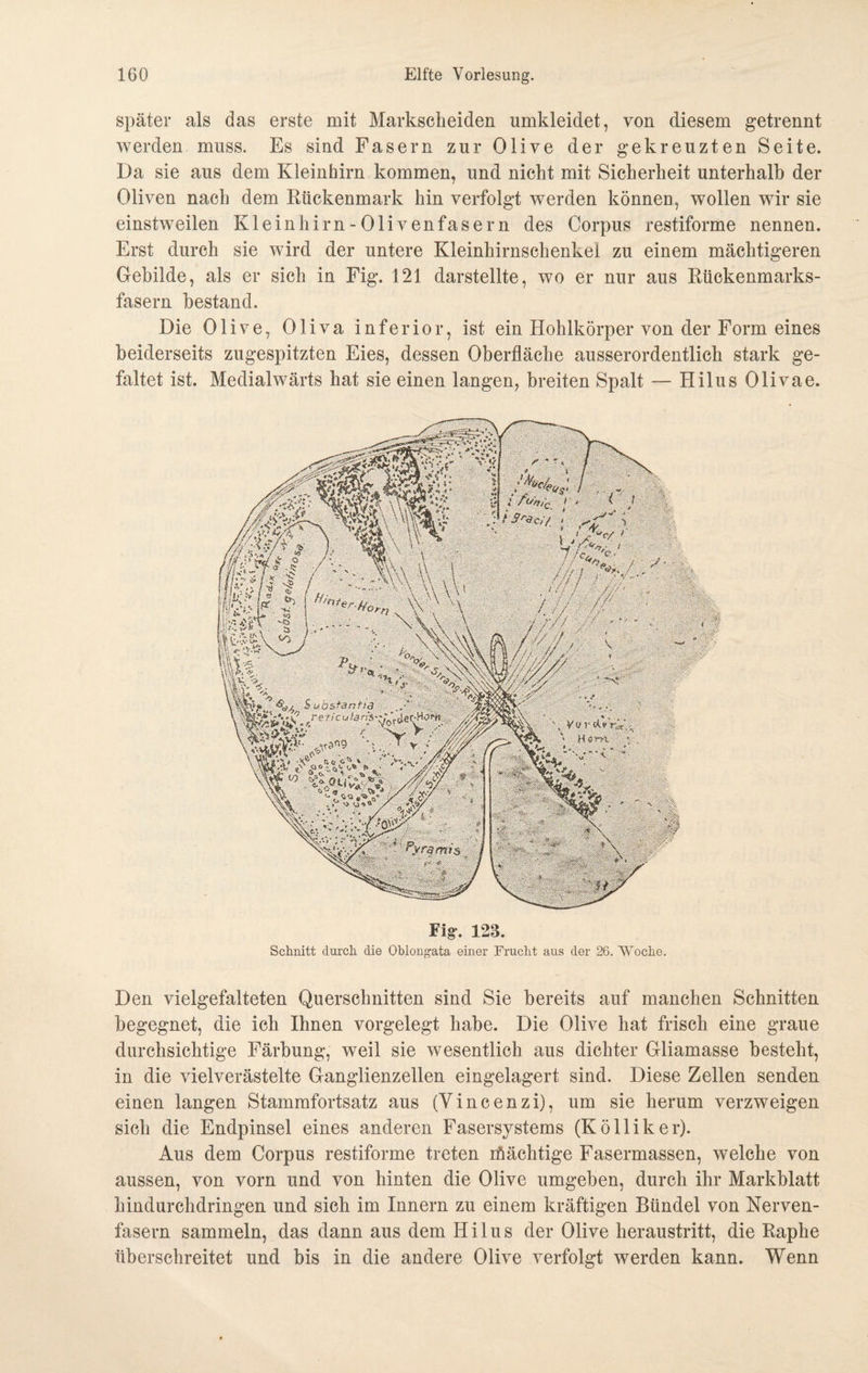 später als das erste mit Markscheiden umkleidet, von diesem getrennt werden muss. Es sind Fasern zur Olive der gekreuzten Beite. Da sie aus dem Kleinhirn kommen, und nicht mit Sicherheit unterhalb der Oliven nach dem Rückenmark hin verfolgt werden können, wollen wir sie einstweilen Kleinhirn-Olivenfasern des Corpus restiforme nennen. Erst durch sie wird der untere Kleinhirnschenkei zu einem mächtigeren Gebilde, als er sich in Fig. 121 darstellte, wo er nur aus Rückenmarks¬ fasern bestand. Die Olive, Oliva inferior, ist ein Hohlkörper von der Form eines beiderseits zugespitzten Eies, dessen Oberfläche ausserordentlich stark ge¬ faltet ist. Medialwärts hat sie einen langen, breiten Spalt — Hilus Olivae. Fig-. 123. Schnitt durch die Oblongata einer Frucht aus der 26. Woche. Den vielgefalteten Querschnitten sind Sie bereits auf manchen Schnitten begegnet, die ich Ihnen vorgelegt habe. Die Olive hat frisch eine graue durchsichtige Färbung, weil sie wesentlich aus dichter Gliamasse besteht, in die vielverästelte Ganglienzellen eingelagert sind. Diese Zellen senden einen langen Stammfortsatz aus (Vincenzi), um sie herum verzweigen sich die Endpinsel eines anderen Fasersystems (Kölliker). Aus dem Corpus restiforme treten mächtige Fasermassen, welche von aussen, von vorn und von hinten die Olive umgeben, durch ihr Markblatt hindurchdringen und sich im Innern zu einem kräftigen Bündel von Nerven¬ fasern sammeln, das dann aus dem Hilus der Olive heraustritt, die Raphe überschreitet und bis in die andere Olive verfolgt werden kann. Wenn