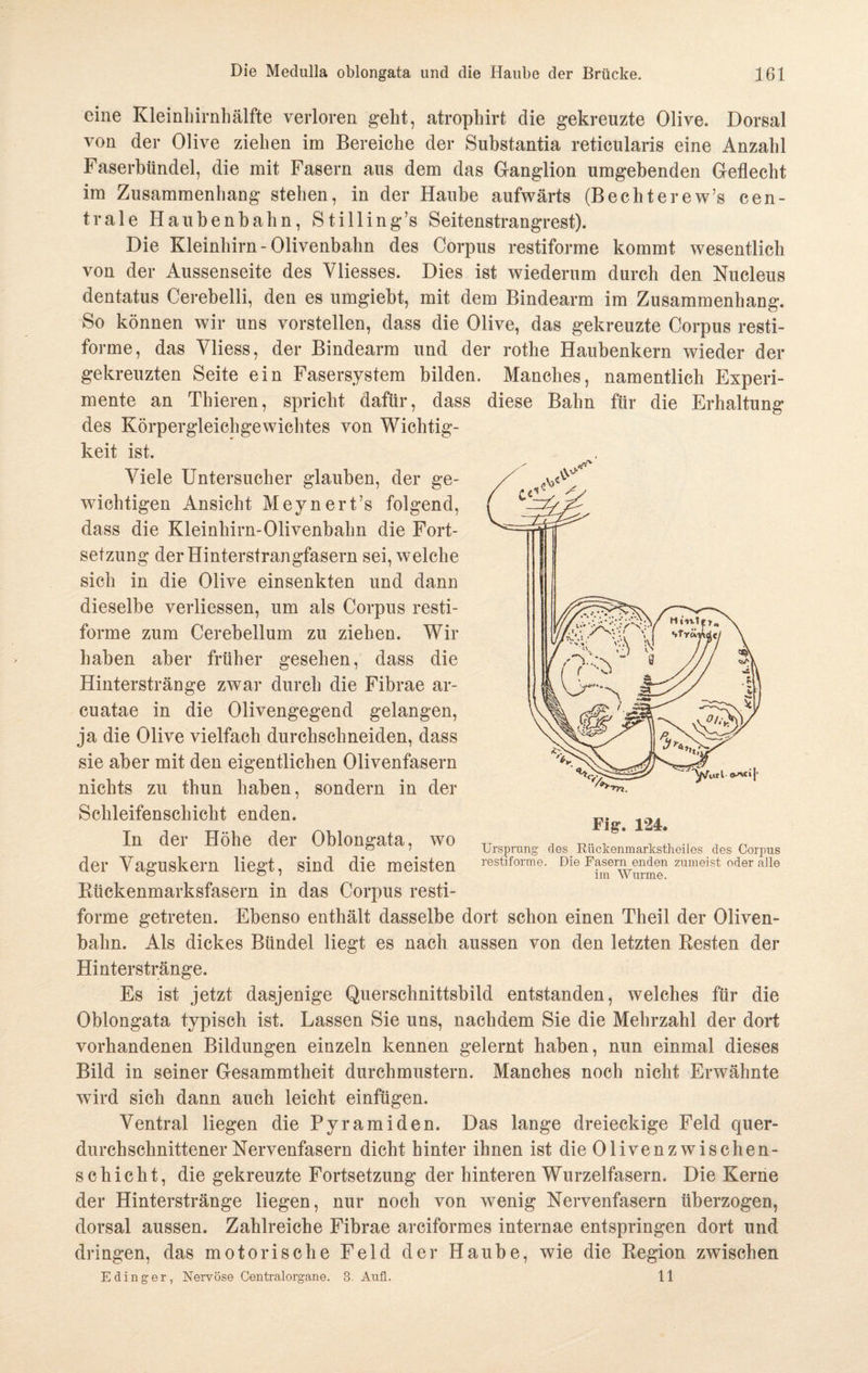 eine Kleinhirnhälfte verloren geht, atrophirt die gekreuzte Olive. Dorsal von der Olive ziehen im Bereiche der Substantia reticularis eine Anzahl Faserbündel, die mit Fasern aus dem das Ganglion umgebenden Geflecht im Zusammenhang stehen, in der Haube aufwärts (Bechterew’s cen¬ trale Haubenbahn, Stilling’s Seitenstrangrest). Die Kleinhirn-Olivenbahn des Corpus restiforme kommt wesentlich von der Aussenseite des Yliesses. Dies ist wiederum durch den Nucleus dentatus Cerebelli, den es umgiebt, mit dem Bindearm im Zusammenhang. So können wir uns vorstellen, dass die Olive, das gekreuzte Corpus resti¬ forme, das Yliess, der Bindearm und der rothe Haubenkern wieder der gekreuzten Seite ein Fasersystem bilden. Manches, namentlich Experi¬ mente an Thieren, spricht dafür, dass diese Bahn für die Erhaltung des Körpergleichgewichtes von Wichtig¬ keit ist. Yiele Untersucher glauben, der ge¬ wichtigen Ansicht Meynert’s folgend, dass die Kleinhirn-Olivenbahn die Fort¬ setzung der Hinterstrangfasern sei, welche sich in die Olive einsenkten und dann dieselbe verliessen, um als Corpus resti¬ forme zum Cerebellum zu ziehen. Wir haben aber früher gesehen, dass die Hinterstränge zwar durch die Fibrae ar- cuatae in die Olivengegend gelangen, ja die Olive vielfach durchschneiden, dass sie aber mit den eigentlichen Olivenfasern nichts zu tliun haben, sondern in der Schleifenschicht enden. In der Höhe der Oblongata, wo der Yaguskern liegt, sind die meisten Rückenmarksfasern in das Corpus resti¬ forme getreten. Ebenso enthält dasselbe dort schon einen Theil der Oliven¬ bahn. Als dickes Bündel liegt es nach aussen von den letzten Resten der Hinterstränge. Es ist jetzt dasjenige Querschnittsbild entstanden, welches für die Oblongata typisch ist. Lassen Sie uns, nachdem Sie die Mehrzahl der dort vorhandenen Bildungen einzeln kennen gelernt haben, nun einmal dieses Bild in seiner Gesammtheit durchmustern. Manches noch nicht Erwähnte wird sich dann auch leicht einfügen. Yentral liegen die Pyramiden. Das lange dreieckige Feld quer¬ durchschnittener Nervenfasern dicht hinter ihnen ist die Olivenzwischen¬ schicht, die gekreuzte Fortsetzung der hinteren Wurzelfasern. Die Kerne der Hinterstränge liegen, nur noch von wenig Nervenfasern überzogen, dorsal aussen. Zahlreiche Fibrae arciformes internae entspringen dort und dringen, das motorische Feld der Haube, wie die Region zwischen Edinger, Nervöse Centralorgane. 3. Anfl. 11 Fiir. 124. Ursprung des Riickenmarkstheiles des Corpns restiforme. Die Fasern enden zumeist oder alle im Wurme.