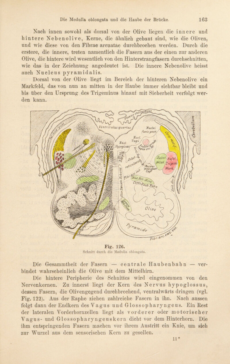 Nach innen sowohl als dorsal von der Olive liegen die innere und hintere Nebenolive, Kerne, die ähnlich gebaut sind, wie die Oliven, und wie diese von den Fibrae arcuatae durchbrochen werden. Durch die erstere, die innere, treten namentlich die Fasern aus der einen zur anderen Olive, die hintere wird wesentlich von den Hinterstrangfasern durchschnitten, wie das in der Zeichnung angedeutet ist. Die innere Nebenolive heisst auch Nucleus pyramidalis. Dorsal von der Olive liegt im Bereich der hinteren Nebenolive ein Markfeld, das von nun an mitten in der Haube immer sichtbar bleibt und bis über den Ursprung des Trigeminus hinauf mit Sicherheit verfolgt wer¬ den kann. Fig. 126. Schnitt durch die Medulla oblongata. Die G-esammtheit der Fasern — centrale Haubenbahn — ver¬ bindet wahrscheinlich die Olive mit dem Mittelhirn. Die hintere Peripherie des Schnittes wird eingenommen von den Nervenkernen. Zu innerst liegt der Kern des Nervus hypoglossus, dessen Fasern, die Olivengegend durchbrechend, ventralwärts dringen (vgl. Fig. 122). Aus der Raphe ziehen zahlreiche Fasern in ihn. Nach aussen folgt dann der Endkern des Vagus undGlossopharyngeus. Ein Rest der lateralen Vorderhornzellen liegt als vorderer oder motorischer Vagus- und Glossopharyngeuskern dicht vor dem Hinterhorn. Die ihm entspringenden Fasern machen vor ihrem Austritt ein Knie, um sich zur Wurzel aus dem sensorischen Kern zu gesellen. 11*