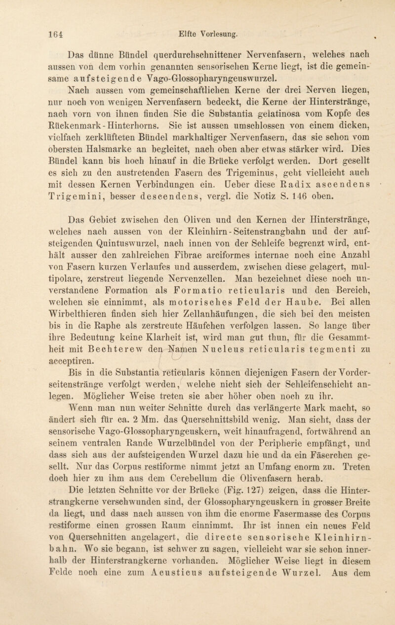 Das dünne Bündel querdurchschnittener Nervenfasern, welches nach aussen von dem vorhin genannten sensorischen Kerne liegt, ist die gemein¬ same aufsteigende Vago-Glossopharyngeuswurzel. Nach aussen vom gemeinschaftlichen Kerne der drei Nerven liegen, nur noch von wenigen Nervenfasern bedeckt, die Kerne der Hinterstränge, nach vorn von ihnen finden Sie die Substantia gelatinosa vom Kopfe des Bückenmark-Hinterhorns. Sie ist aussen umschlossen von einem dicken, vielfach zerklüfteten Bündel markhaltiger Nervenfasern, das sie schon vom obersten Halsmarke an begleitet, nach oben aber etwas stärker wird. Dies Bündel kann bis hoch hinauf in die Brücke verfolgt werden. Dort gesellt es sich zu den austretenden Fasern des Trigeminus, geht vielleicht auch mit dessen Kernen Verbindungen ein. Heber diese Radix ascendens Trigemini, besser descendens, vergl. die Notiz S. 146 oben. Das Gebiet zwischen den Oliven und den Kernen der Hinterstränge, welches nach aussen von der Kleinhirn - Seitenstrangbahn und der auf¬ steigenden Quintuswurzel, nach innen von der Schleife begrenzt wird, ent¬ hält ausser den zahlreichen Fibrae areiformes internae noch eine Anzahl von Fasern kurzen Verlaufes und ausserdem, zwischen diese gelagert, mul¬ tipolare, zerstreut liegende Nervenzellen. Man bezeichnet diese noch un¬ verstandene Formation als Formatio reticularis und den Bereich, welchen sie einnimmt, als motorisches Feld der Haube. Bei allen Wirbelthieren finden sich hier Zellanhäufungen, die sich bei den meisten bis in die Raphe als zerstreute Häufchen verfolgen lassen. So lange über ihre Bedeutung keine Klarheit ist, wird man gut thun, für die Gesammt- heit mit Bechterew den Namen Nueleus reticularis tegmenti zu acceptiren. Bis in die Substantia reticularis können diejenigen Fasern der Vorder¬ seitenstränge verfolgt werden, welche nicht sich der Schleifenschicht an- legen. Möglicher Weise treten sie aber höher oben noch zu ihr. Wenn man nun weiter Schnitte durch das verlängerte Mark macht, so ändert sich für ca. 2 Mm. das Querschnittsbild wenig. Man sieht, dass der sensorische Vago-Glossopharyngeuskern, weit hinaufragend, fortwährend an seinem ventralen Rande Wurzelbündel von der Peripherie empfängt, und dass sich aus der aufsteigenden Wurzel dazu hie und da ein Fäserchen ge¬ sellt. Nur das Corpus restiforme nimmt jetzt an Umfang enorm zu. Treten doch hier zu ihm aus dem Cerebellum die Olivenfasern herab. Die letzten Schnitte vor der Brücke (Fig. 127) zeigen, dass die Hinter¬ strangkerne verschwunden sind, der Glossopharyngeuskern in grosser Breite da liegt, und dass nach aussen von ihm die enorme Fasermasse des Corpus restiforme einen grossen Raum einnimmt. Ihr ist innen ein neues Feld von Querschnitten angelagert, die directe sensorische Kleinhirn¬ bahn. Wo sie begann, ist schwer zu sagen, vielleicht war sie schon inner¬ halb der Hinterstrangkerne vorhanden. Möglicher Weise liegt in diesem Felde noch eine zum Acusticus aufsteigende Wurzel. Aus dem