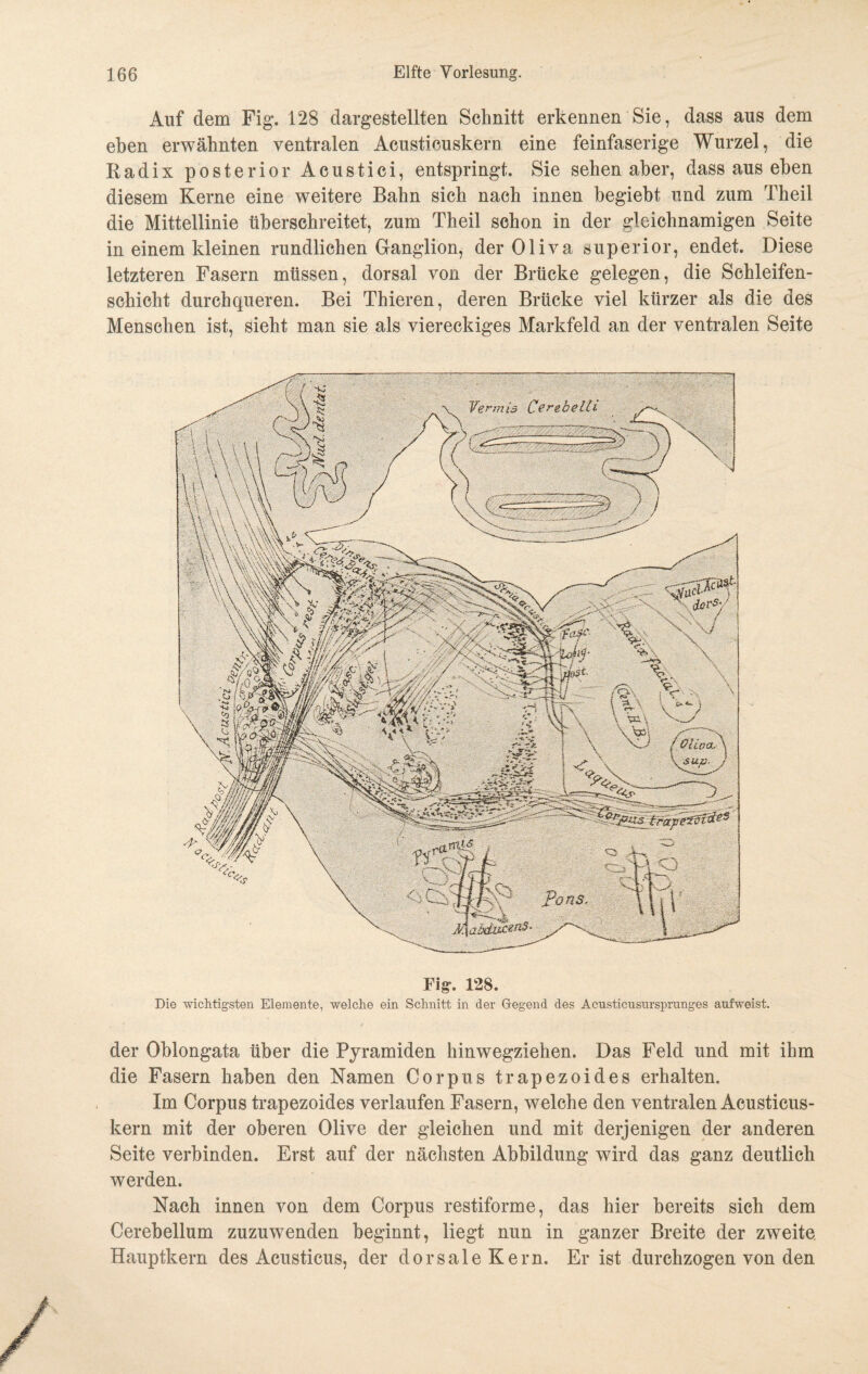 Auf dem Fig. 128 dargestellten Schnitt erkennen Sie, dass aus dem eben erwähnten ventralen Acusticuskern eine feinfaserige Wurzel, die Eadix posterior Aeustici, entspringt. Sie sehenaber, dass aus eben diesem Kerne eine weitere Bahn sich nach innen begiebt und zum Theil die Mittellinie überschreitet, zum Theil schon in der gleichnamigen Seite in einem kleinen rundlichen Ganglion, der Oliva superior, endet. Diese letzteren Fasern müssen, dorsal von der Brücke gelegen, die Schleifen¬ schicht durchqueren. Bei Thieren, deren Brücke viel kürzer als die des Menschen ist, sieht man sie als viereckiges Markfeld an der ventralen Seite Fig*. 128. Die wichtigsten Elemente, welche ein Schnitt in der Gegend des Acusticusursprunges anfweist. der Oblongata über die Pyramiden hinwegziehen. Das Feld und mit ihm die Fasern haben den Namen Corpus trapezoides erhalten. Im Corpus trapezoides verlaufen Fasern, welche den ventralen Acusticus¬ kern mit der oberen Olive der gleichen und mit derjenigen der anderen Seite verbinden. Erst auf der nächsten Abbildung wird das ganz deutlich werden. Nach innen von dem Corpus restiforme, das hier bereits sich dem Cerebellum zuzuwenden beginnt, liegt nun in ganzer Breite der zweite Hauptkern des Acusticus, der dorsale Kern. Er ist durchzogen von den