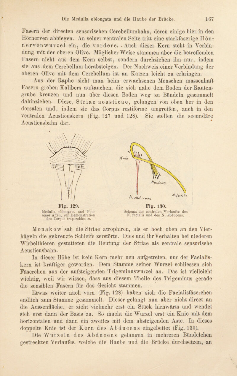 Fasern der direeten sensorischen Cerebellumbahn, deren einige hier in den Hörnerven abbiegen. An seiner ventralen Seite tritt eine starkfaserige Hör¬ ne r v e n w u r z e 1 ein, die vordere. - Auch dieser Kern steht in Verbin- dung mit der oberen Olive. Möglicherweise stammen aber die betreffenden Fasern nicht aus dem Kern selbst, sondern durchziehen ihn nur, indem sie aus dem Cerebellum herabsteigen. Der Nachweis einer Verbindung der oberen Olive mit dem Cerebellum ist an Katzen leicht zu erbringen. Aus der Raphe sieht man beim erwachsenen Menschen massenhaft Fasern groben Kalibers auftauchen, die sich nahe dem Boden der Rauten¬ grube kreuzen und nun über diesen Boden weg zu Bündeln gesammelt dahinziehen. Diese, Striae acusticae, gelangen von oben her in den dorsalen und, indem sie das Corpus restiforme umgreifen, auch in den ventralen Acusticuskern (Fig. 127 und 128). Sie stellen die secundäre Acusticusbahn dar. Fig-. 129. Medulla oblongata und Pons eines Affen, zur Demonstration des Corpus trapezoides ct. Schema des centralen Verlaufes des N. facialis und des N. abducens. Monakow sah die Striae atrophiren, als er hoch oben an den Vier¬ hügeln die gekreuzte Schleife zerstörte. Dies und ihr Verhalten bei niederen Wirbelthieren gestatteten die Deutung der Striae als centrale sensorische Acusticusbahn. In dieser Höhe ist kein Kern mehr neu aufgetreten, nur der Facialis- kern ist kräftiger geworden. Dem Stamme seiner Wurzel schliessen sich Fäserchen aus der aufsteigenden Trigeminuswurzel an. Das ist vielleicht wichtig, weil wir wissen, dass aus diesem Theile des Trigeminus gerade die sensiblen Fasern für das Gesicht stammen. Etwas weiter nach vorn (Fig. 128) haben sich die Facialisfäserchen endlich zum Stamme gesammelt. Dieser gelangt nun aber nicht direct an die Aussenfläche, er zieht vielmehr erst ein Stück hirnwärts und wendet sich erst dann der Basis zu. So macht die Wurzel erst ein Knie mit dem horizontalen und dann ein zweites mit dem absteigenden Aste. In dieses doppelte Knie ist der Kern des Abducens eingebettet (Fig. 130). Die Wurzeln des Abducens gelangen in mehreren Bündelchen gestreckten Verlaufes, welche die Haube und die Brücke durchsetzen, an