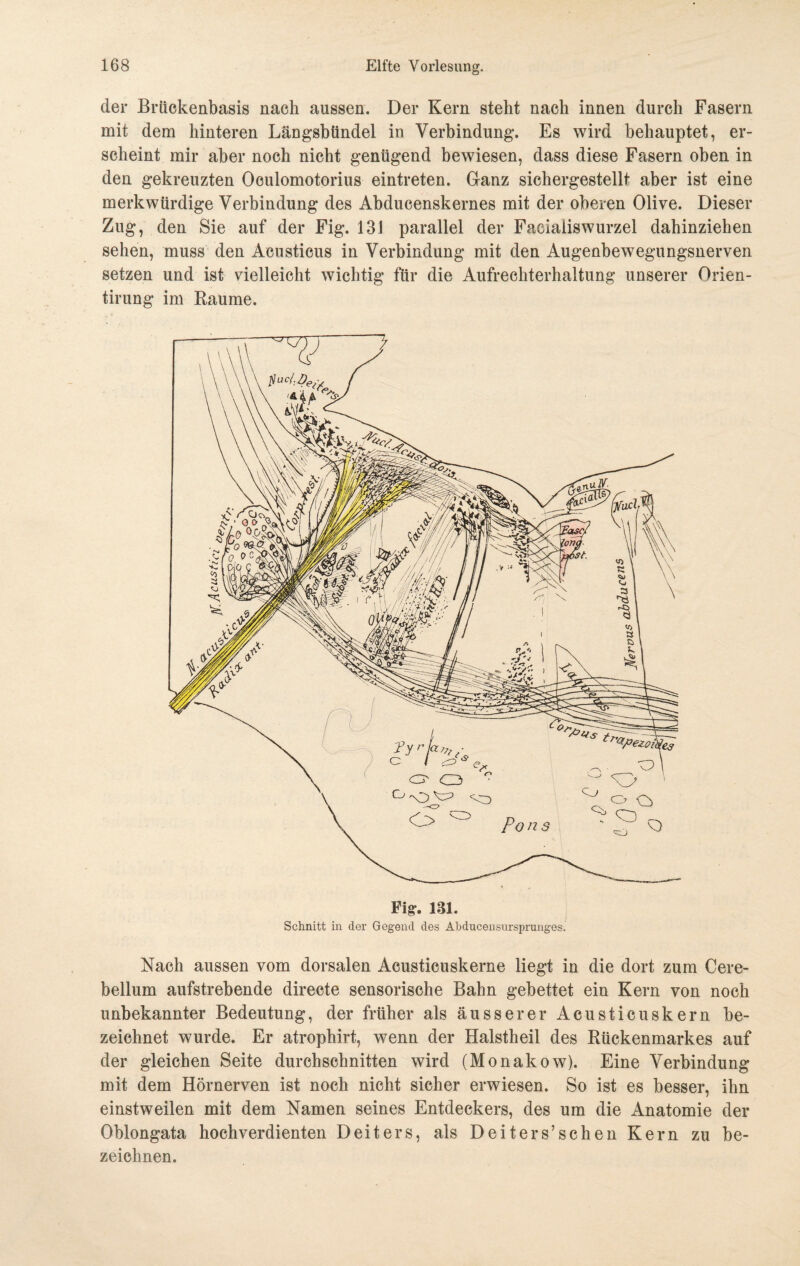 der Brückenbasis nach aussen. Der Kern steht nach innen durch Fasern mit dem hinteren Längsbündel in Verbindung. Es wird behauptet, er¬ scheint mir aber noch nicht genügend bewiesen, dass diese Fasern oben in den gekreuzten Oculomotorius eintreten. Ganz sichergestellt aber ist eine merkwürdige Verbindung des Abducenskernes mit der oberen Olive. Dieser Zug, den Sie auf der Fig. 131 parallel der Faciaiiswurzel dahinziehen sehen, muss den Aeusticus in Verbindung mit den Augenbewegungsnerven setzen und ist vielleicht wichtig für die Aufrechterhaltung unserer Orien- tirung im Raume. Schnitt in der Gegend des Abducensursprunges. Nach aussen vom dorsalen Acusticuskerne liegt in die dort zum Cere- bellum aufstrebende directe sensorische Bahn gebettet ein Kern von noch unbekannter Bedeutung, der früher als äusserer Acusticuskern be¬ zeichnet wurde. Er atrophirt, wenn der Halstheil des Rückenmarkes auf der gleichen Seite durchschnitten wird (Monakow). Eine Verbindung mit dem Hörnerven ist noch nicht sicher erwiesen. So ist es besser, ihn einstweilen mit dem Namen seines Entdeckers, des um die Anatomie der Oblongata hochverdienten Deiters, als Deiters’schen Kern zu be¬ zeichnen.