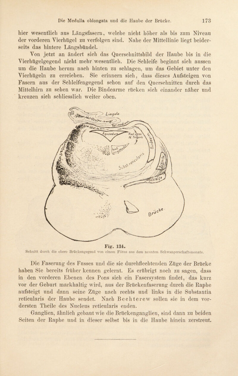 hier wesentlich aus Längsfasern, welche nicht höher als bis zum Niveau der vorderen Vierhügel zu verfolgen sind. Nahe der Mittellinie liegt beider¬ seits das hintere Längsbündel. Von jetzt an ändert sich das Querschnittsbild der Haube bis in die Vierhügelgegend nicht mehr wesentlich. Die Schleife beginnt sich aussen um die Haube herum nach hinten zu schlagen, um das Gebiet unter den Vierhügeln zu erreichen. Sie erinnern sich, dass dieses Aufsteigen von Fasern aus der Schleifengegend schon auf den Querschnitten durch das Mittelhirn zu sehen war. Die Bindearme rücken sich einander näher und kreuzen sich schliesslich weiter oben. Fig*. 134. Schnitt durch die obere Brückengegend von einem Fötus aus dem neunten Schwangerschaftsmonate. Die Faserung des Fusses und die sie durchflechtenden Züge der Brücke haben Sie bereits früher kennen gelernt. Es erübrigt noch zu sagen, dass in den vorderen Ebenen des Pons sich ein Fasersystem findet, das kurz vor der Geburt markhaltig wird, aus der Brückenfaserung durch die Raphe aufsteigt und dann seine Züge nach rechts und links in die Substantia reticularis der Haube sendet. Nach Bechterew sollen sie in dem vor¬ dersten Theile des Nucleus reticularis enden. Ganglien, ähnlich gebaut wie die Brückenganglien, sind dann zu beiden Seiten der Raphe und in dieser selbst bis in die Haube hinein zerstreut.