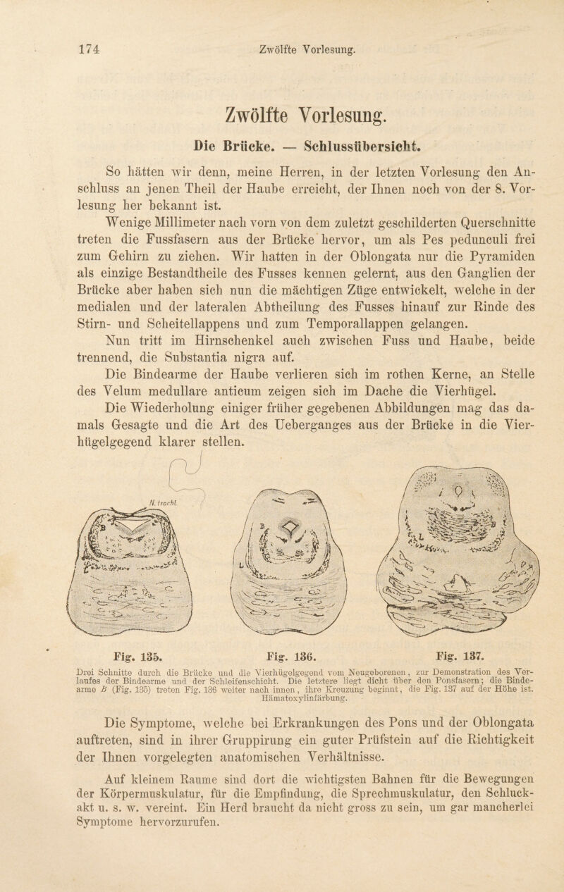 Zwölfte Vorlesung. Die Brücke. — Schlussübersicht. So hätten wir denn, meine Herren, in der letzten Vorlesung* den An¬ schluss an jenen Theil der Haube erreicht, der Ihnen noch von der 8. Vor¬ lesung her bekannt ist. Wenige Millimeter nach vorn von dem zuletzt geschilderten Querschnitte treten die Fussfasern aus der Brücke hervor, um als Pes pedunculi frei zum Gehirn zu ziehen. Wir hatten in der Oblongata nur die Pyramiden als einzige Bestandteile des Fusses kennen gelernt, aus den Ganglien der Brücke aber haben sich nun die mächtigen Züge entwickelt, welche in der medialen und der lateralen Abtheilung des Fusses hinauf zur Rinde des Stirn- und Scheitellappens und zum Temporallappen gelangen. Nun tritt im Hirnschenkel auch zwischen Fuss und Haube, beide trennend, die Substantia nigra auf. Die Bindearme der Haube verlieren sich im rothen Kerne, an Steile des Velum medulläre anticum zeigen sich im Dache die Vierhügel. Die Wiederholung einiger früher gegebenen Abbildungen mag das da¬ mals Gesagte und die Art des Ueberganges aus der Brücke in die Vier¬ hügelgegend klarer stellen. Fig. 135. Drei Schnitte durch die Brücke und die Vierhügelgegend vom Neugeborenen, zur Demonstration des Ver¬ laufes der Bindearme und der Schleifenschicht. Die letztere liegt dicht über den. Ponsfasern; die Binde- arme B (Fig. 135) treten Fig. 136 weiter nach innen, ihre Kreuzung beginnt, die Fig. 137 auf der Höhe ist. Hämatoxylinfärbung. Die Symptome, welche bei Erkrankungen des Pons und der Oblongata auftreten, sind in ihrer Gruppirung ein guter Prüfstein auf die Richtigkeit der Ihnen vorgelegten anatomischen Verhältnisse. Auf kleinem Raume sind dort die wichtigsten Bahnen für die Bewegungen der Körpermuskulatur, für die Empfindung, die Sprechmuskulatur, den Schluck¬ akt u. s. w. vereint. Ein Herd braucht da nicht gross zu sein, um gar mancherlei Symptome hervorzurufen.