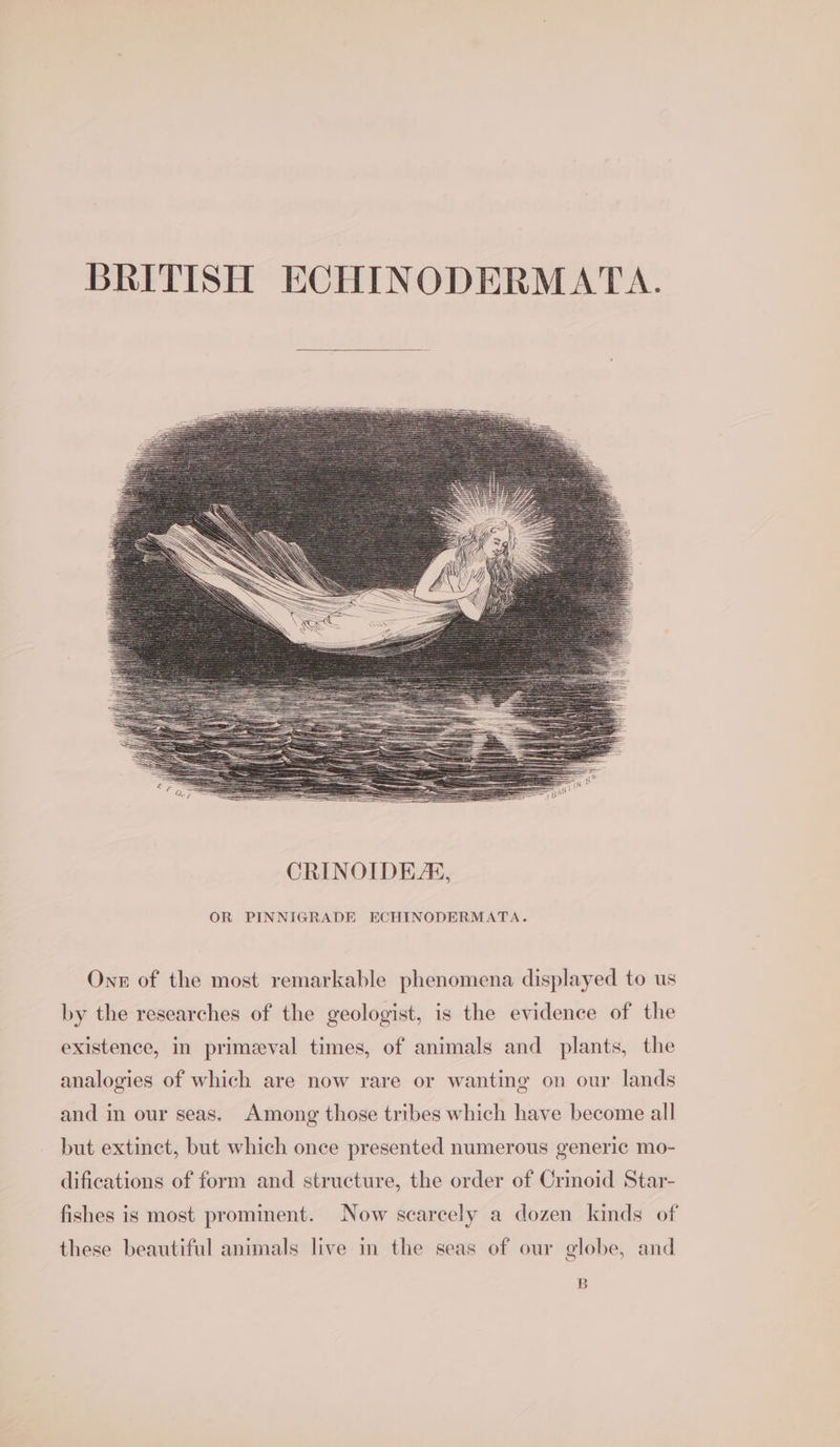 BRITISH ECHINODERMATA. OR PINNIGRADE ECHINODERMATA. One of the most remarkable phenomena displayed to us by the researches of the geologist, is the evidence of the existence, in primeeval times, of animals and plants, the analogies of which are now rare or wanting on our lands and in our seas. Among those tribes which have become all but extinct, but which once presented numerous generic mo- difications of form and structure, the order of Crmoid Star- fishes is most prominent. Now scarcely a dozen kinds of these beautiful animals live in the seas of our globe, and B