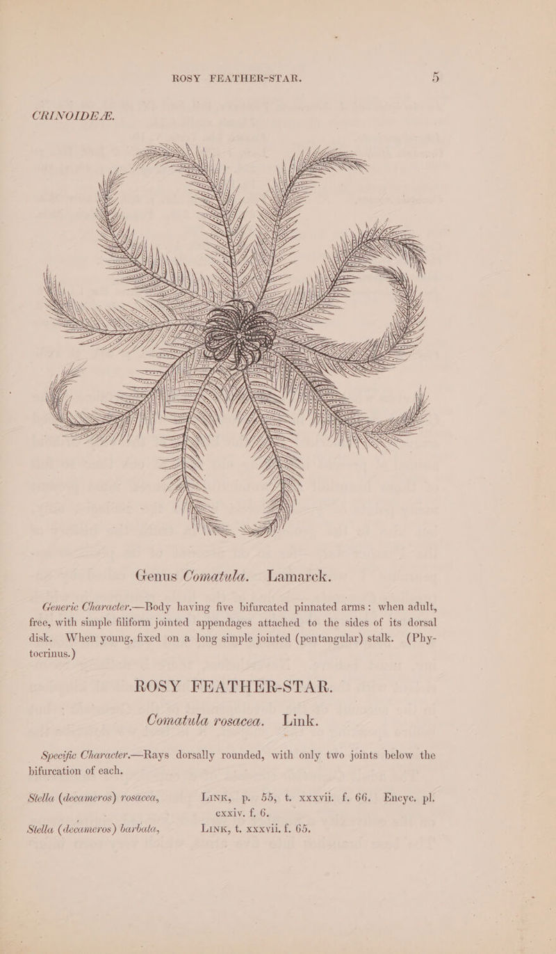 CRINOIDE LE. Generic Character.—Body haying five bifurcated pinnated arms: when adult, free, with simple filiform jointed appendages attached to the sides of its dorsal disk. When young, fixed on a long simple jointed (pentangular) stalk. (Phy- tocrinus. ) ROSY FEATHER-STAR. Oomatula rosacea. ink. _ Specific Character—Rays dorsally rounded, with only two joints below the bifurcation of each. Stella (decameros) rosacea, LINK, p»/ 50, t. xxxyir f. 66. ° Encye., pl: oxxiy. £6; Stella (decameros) barbata, Link, t. xxxyii. f. 65.