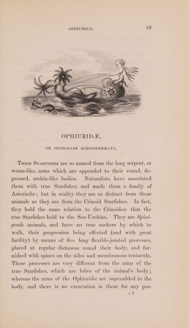 OR SPINIGRADE ECHINODERMATA, Turse STaRFIsHEs are so named from the long serpent, or worm-like, arms which are appended to their round, de- pressed, urchin-like bodies. Naturalists have associated them with true Starfishes, and made them a family of Asteriade ; but in reality they are as distinct from those animals as they are from the Crinoid Starfishes. In fact, they hold the same relation to the Crinoidee that the true Starfishes hold to the Sea-Urchins. They are Spini- grade animals, and have no true suckers by which to walk, their progression being effected (and with great facility) by means of five long flexible-jointed processes, placed at regular distances round their body, and fur- nished with spines on the sides and membranous tentacula. These processes are very different from the arms of the true Starfishes, which are lobes of the animal’s body; whereas the arms of the Ophiuride are superadded to the body, and there is no excavation i them for any pro- c2