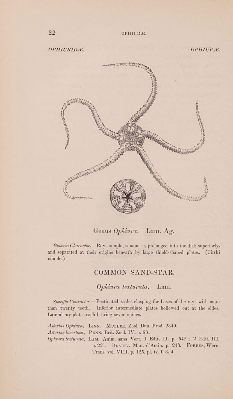 OPHIURID. OPHIURL. Generic Character.—Rays simple, squamose, prolonged into the disk superiorly, and separated at their origins beneath by large shield-shaped plates. (Cirrhi simple.) COMMON SAND-STAR. Ophiura teaturata. Lam. Specific Character.—Pectinated scales clasping the bases of the rays with more than twenty teeth. Inferior intermediate plates hollowed out at the sides. Lateral ray-plates each bearing seven spines. Asterias Ophiura, Linn. Muvuer, Zool. Dan. Prod. 2840. Asterius lacertosa, P#NN. Brit. Zool. IV. p. 63. Ophiura teaturata, LAM. Anim. sans Vert. 1 Edit. II. p. 542; 2 Edit. IIT. p- 221. Buarinv. Man. d’Actin. p. 243. ForBxEs, Wern.