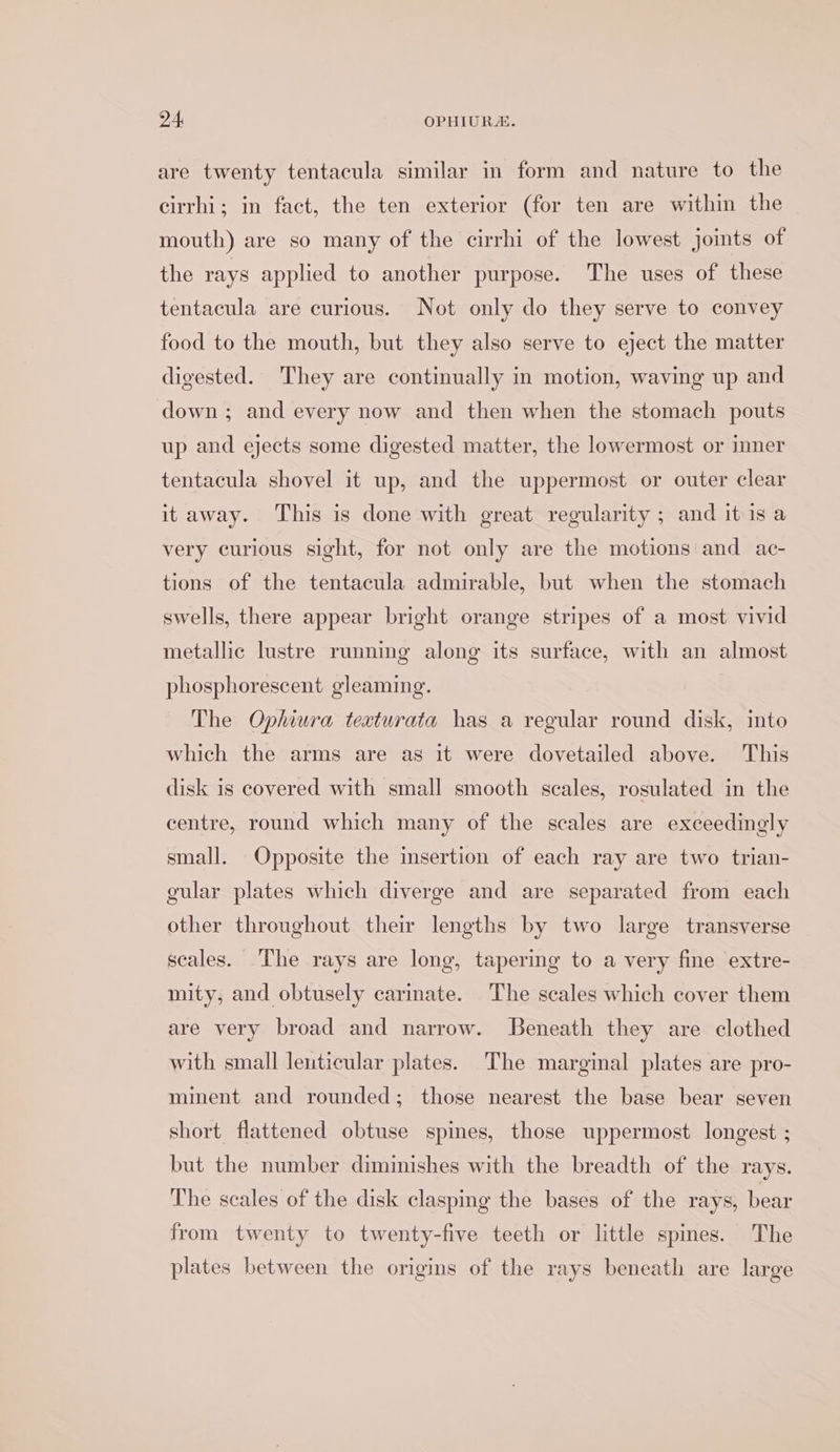 are twenty tentacula similar in form and nature to the cirrhi; in fact, the ten exterior (for ten are within the mouth) are so many of the cirrhi of the lowest joints of the rays applied to another purpose. The uses of these tentacula are curious. Not only do they serve to convey food to the mouth, but they also serve to eject the matter digested. They are continually in motion, waving up and down ; and every now and then when the stomach pouts up and ejects some digested matter, the lowermost or inner tentacula shovel it up, and the uppermost or outer clear itaway. This is done with great regularity ; and it is a very curious sight, for not only are the motions and ac- tions of the tentacula admirable, but when the stomach swells, there appear bright orange stripes of a most vivid metallic lustre running along its surface, with an almost phosphorescent gleaming. The Ophiura teaturata has a regular round disk, into which the arms are as it were dovetailed above. This disk is covered with small smooth scales, rosulated in the centre, round which many of the scales are exceedingly small. Opposite the insertion of each ray are two trian- gular plates which diverge and are separated from each other throughout their lengths by two large transverse scales. The rays are long, tapering to a very fine extre- mity, and obtusely carimate. The scales which cover them are very broad and narrow. Beneath they are clothed with small lenticular plates. The marginal plates are pro- minent and rounded; those nearest the base bear seven short flattened obtuse spines, those uppermost longest ; but the number diminishes with the breadth of the rays. The scales of the disk clasping the bases of the rays, bear from twenty to twenty-five teeth or little spines. The plates between the origins of the rays beneath are large