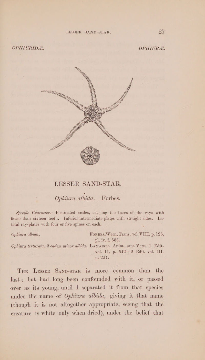 OPHIURID. OPHIUR:. Ophiura albida. Forbes. Specific Character.—Pectinated scales, clasping the bases of the rays with fewer than sixteen teeth. Inferior intermediate plates with straight sides. La- teral ray-plates with four or five spines on each. ~ Ophiura albida, Forses, Wern, Trans. vol. VIII. p. 125, pl. iv. f. 586. Ophiura teaturata, 2 eadem minor albida, LAMARCK, Anim. sans Vert. 1 Edit. vol. II. p..542 ; 2 Edit. vol. IIT. p- 221. Tue Lesser Sanp-strar is more common than _ the last; but had long been confounded with it, or passed over as its young, until I separated it from that species under the name of Ophiura albida, givmg it that name (though it is not altogether appropriate, seemg that the creature is white only when dried), under the belief that