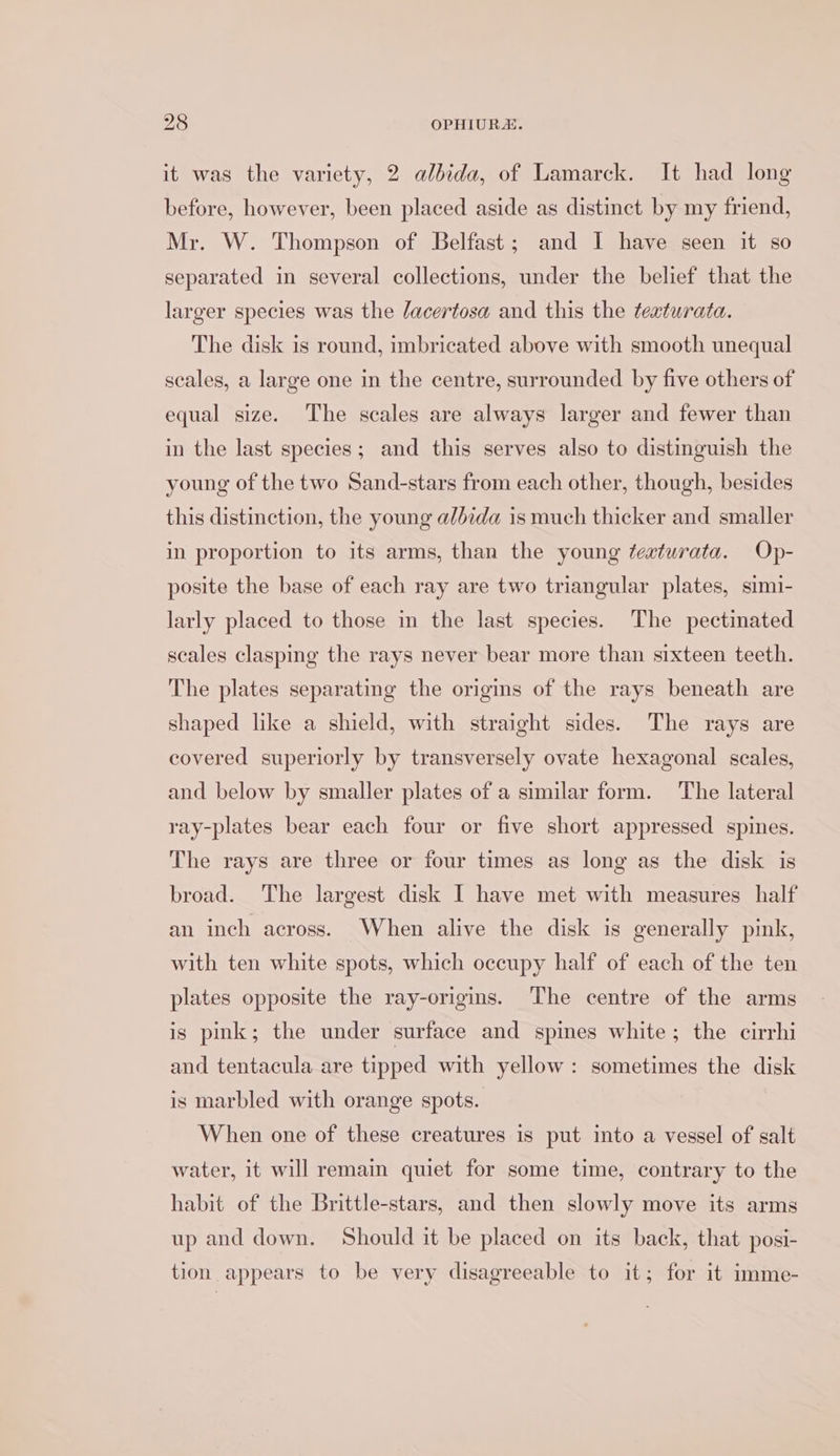 it was the variety, 2 albida, of Lamarck. It had long before, however, been placed aside as distinct by my friend, Mr. W. Thompson of Belfast; and I have seen it so separated in several collections, under the belief that the larger species was the lacertosa and this the teaturata. The disk is round, imbricated above with smooth unequal scales, a large one in the centre, surrounded by five others of equal size. The scales are always larger and fewer than in the last species; and this serves also to distinguish the young of the two Sand-stars from each other, though, besides this distinction, the young a/bida is much thicker and smaller in proportion to its arms, than the young teaturata. Op- posite the base of each ray are two triangular plates, simi- larly placed to those in the last species. The pectinated scales clasping the rays never bear more than sixteen teeth. The plates separating the origins of the rays beneath are shaped like a shield, with straight sides. The rays are covered superiorly by transversely ovate hexagonal scales, and below by smaller plates of a similar form. The lateral ray-plates bear each four or five short appressed spines. The rays are three or four times as long as the disk is broad. The largest disk I have met with measures half an inch across. When alive the disk is generally pink, with ten white spots, which occupy half of each of the ten plates opposite the ray-origins. The centre of the arms is pink; the under surface and spies white; the cirrhi and tentacula are tipped with yellow: sometimes the disk is marbled with orange spots. When one of these creatures is put into a vessel of salt water, it will remain quiet for some time, contrary to the habit of the Brittle-stars, and then slowly move its arms up and down. Should it be placed on its back, that posi- tion appears to be very disagreeable to it; for it imme-
