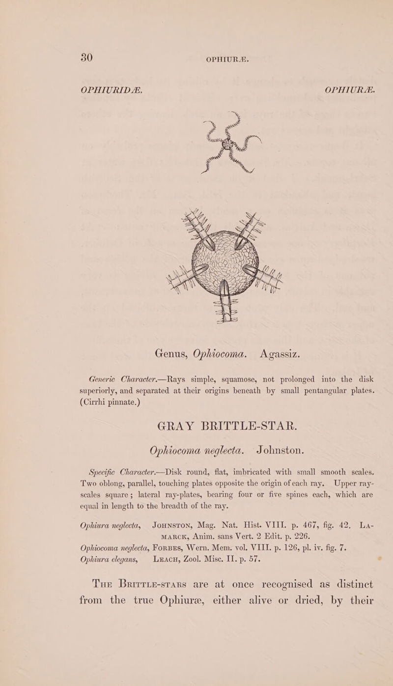 OPHIUVRID LE. OPHIURE. Genus, Ophiocoma. Agassiz. Generic Character.—Rays simple, squamose, not prolonged into the disk superiorly, and separated at their origins beneath by small pentangular plates. (Cirrhi pinnate.) GRAY BRITTLE-STAR. Ophiocoma neglecta. Johnston. Specific Character.—Disk round, flat, imbricated with small smooth scales. Two oblong, parallel, touching plates opposite the origin ofeach ray. Upper ray- scales square; lateral ray-plates, bearing four or five spines each, which are equal in length to the breadth of the ray. Ophiura neglecta, JoHNsTON, Mag. Nat. Hist. VIII. p. 467, fig. 42. La- MARCK, Anim. sans Vert. 2 Edit. p. 226. Ophiocoma neglecta, Forbes, Wern. Mem. vol. VIII. p. 126, pl. iv. fig. 7. Ophiura elegans, Leacu, Zool. Mise. II. p. 57. Tue Brirrie-stars are at once recognised as distinct from the true Ophiure, either alive or dried, by their