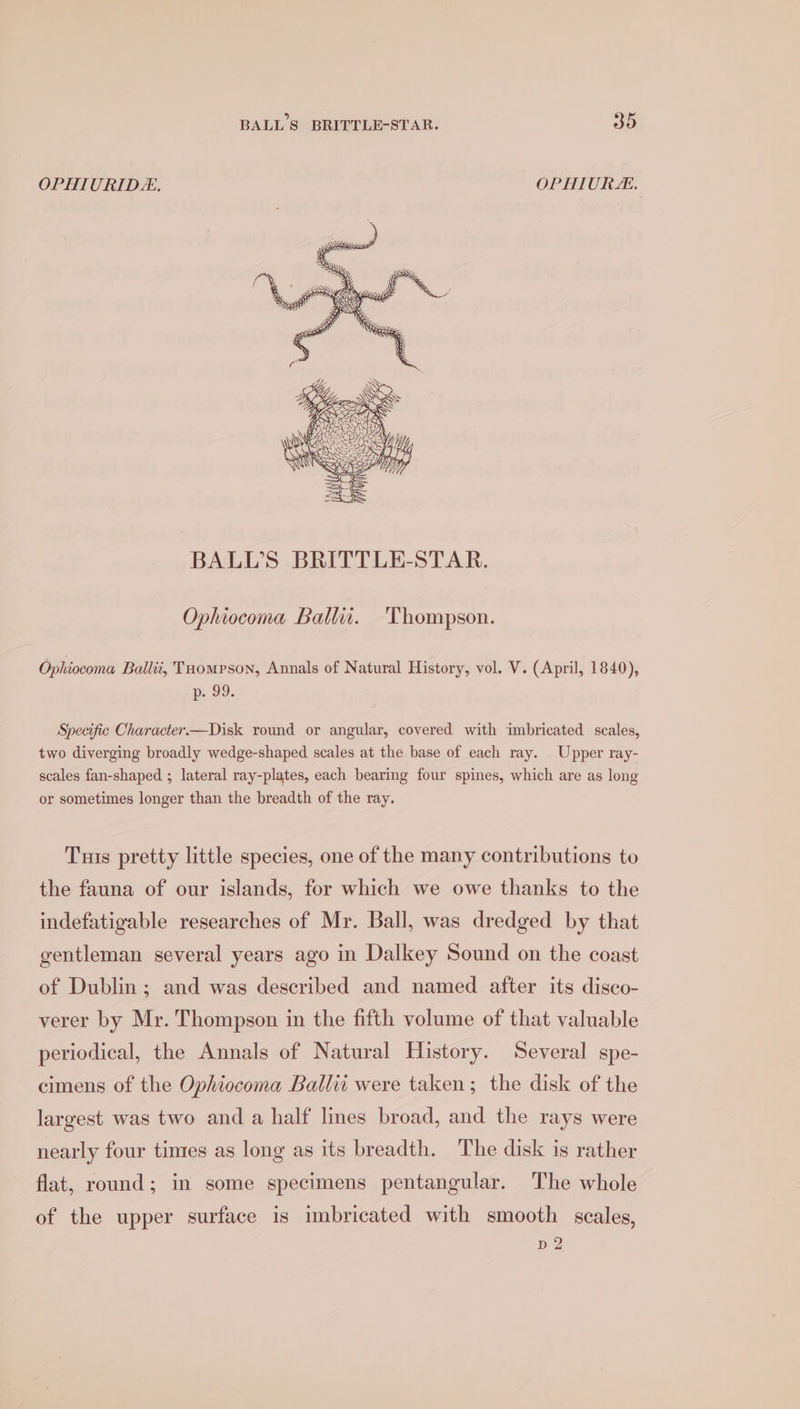 OPHIURIDE. OPHIURE. BALL'S BRITTLE-STAR. Ophiocoma Balti. Thompson. Ophiocoma Ballii, Tuompson, Annals of Natural History, vol. V. (April, 1840), p. 99. Specific Character—Disk round or angular, covered with imbricated scales, two diverging broadly wedge-shaped scales at the base of each ray. Upper ray- scales fan-shaped ; lateral ray-plates, each bearing four spines, which are as long or sometimes longer than the breadth of the ray. Tus pretty little species, one of the many contributions to the fauna of our islands, for which we owe thanks to the indefatigable researches of Mr. Ball, was dredged by that gentleman several years ago in Dalkey Sound on the coast of Dublin; and was described and named after its disco- verer by Mr. Thompson in the fifth volume of that valuable periodical, the Annals of Natural History. Several spe- cimens of the Ophiocoma Ball were taken; the disk of the largest was two and a half lines broad, and the rays were nearly four tines as long as its breadth. The disk is rather flat, round; in some specimens pentangular. The whole of the upper surface is imbricated with smooth scales, p 2 bel