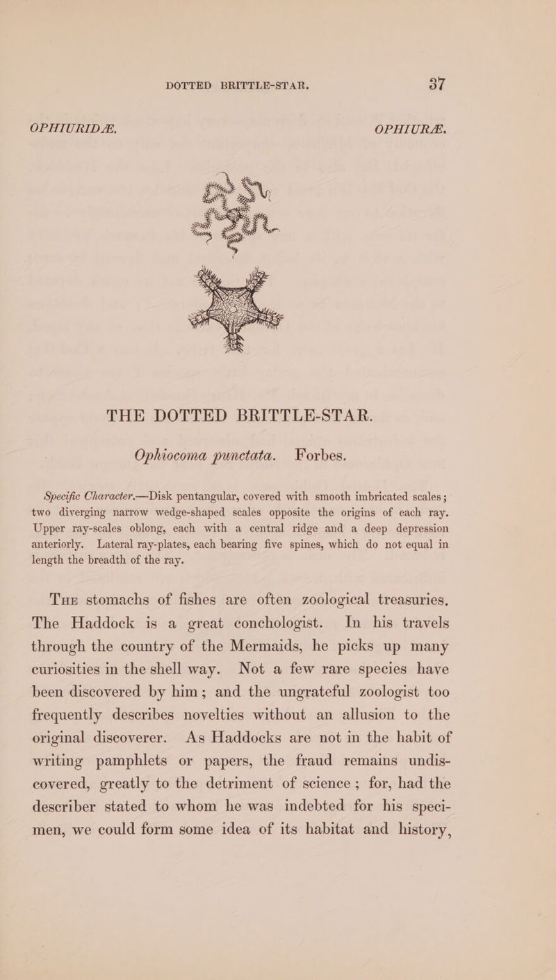 OPHIURID.. OPHIURA. THE DOTTED BRITTLE-STAR. Ophiocoma punctata. Forbes. Specific Character.—Disk pentangular, covered with smooth imbricated scales ; two diverging narrow wedge-shaped scales opposite the origins of each ray. Upper ray-scales oblong, each with a central ridge and a deep depression anteriorly. Lateral ray-plates, each bearing five spines, which do not equal in length the breadth of the ray. Tue stomachs of fishes are often zoological treasuries, The Haddock is a great conchologist. In his travels through the country of the Mermaids, he picks up many curiosities in the shell way. Not a few rare species have been discovered by him; and the ungrateful zoologist too frequently describes novelties without an allusion to the original discoverer. As Haddocks are not in the habit of writing pamphlets or papers, the fraud remains undis- covered, greatly to the detriment of science ; for, had the describer stated to whom he was indebted for his speci- men, we could form some idea of its habitat and history,