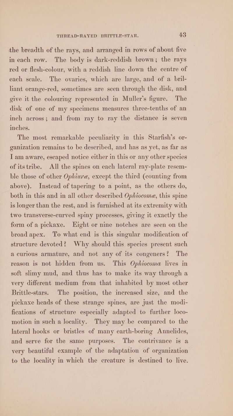 the breadth of the rays, and arranged in rows of about five in each row. The body is dark-reddish brown; the rays red or flesh-colour, with a reddish line down the centre of each scale. The ovaries, which are large, and of a bril- liant orange-red, sometimes are seen through the disk, and give it the colouring represented in Muller’s figure. The disk of one of my specimens measures three-tenths of an inch across; and from ray to ray the distance is seven inches. The most remarkable peculiarity in this Starfish’s or- ganization remains to be described, and has as yet, as far as I am aware, escaped notice either in this or any other species of its tribe. All the spines on each lateral ray-plate resem- ble those of other Ophiure, except the third (counting from above). Instead of tapering to a point, as the others do, both in this and in all other described Ophiocoma, this spine is longer than the rest, and is furnished at its extremity with two transverse-curved spiny processes, giving it exactly the form of a pickaxe. Eight or nine notches are seen on the broad apex. To what end is this singular modification of structure devoted? Why should this species present such a curious armature, and not any of its congeners? The reason is not hidden from us. This Ophiocoma lives in soft slimy mud, and thus has to make its way through a very different medium from that inhabited by most other Brittle-stars. The position, the increased size, and the pickaxe heads of these strange spines, are just the modi- fications of structure especially adapted to further loco- motion in such a locality. They may be compared to the lateral hooks or bristles of many earth-boring Annelides, and serve for the same purposes. ‘The contrivance is a very beautiful example of the adaptation of organization to the locality in which the creature is destined to live.