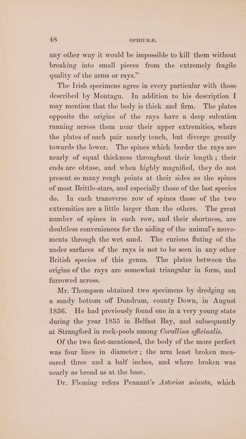 any other way it would be impossible to kill them without breaking into small pieces from the extremely fragile quality of the arms or rays.” The Irish specimens agree in every particular with those described by Montagu. In addition to his description I may mention that the body is thick and firm. The plates opposite the origins of the rays have a deep sulcation running across them near their upper extremities, where the plates of each pair nearly touch, but diverge greatly towards the lower. The spines which border the rays are nearly of equal thickness throughout their length ; their ends are obtuse, and when highly magnified, they do not present so many rough points at their sides as the spines of most Brittle-stars, and especially those of the last species do. In each transverse row of spines those of the two extremities are a little larger than the others. The great number of spines in each row, and their shortness, are doubtless conveniences for the aiding of the animal’s move- ments through the wet sand. The curious fluting of the under surfaces of the rays is not to be seen in any other British species of this genus. The plates between the origins of the rays are somewhat triangular in form, and furrowed across. Mr. Thompson obtained two specimens by dredging on a sandy bottom off Dundrum, county Down, in August 1836. He had previously found one in a very young state during the year 1835 in Belfast Bay, and subsequently at Strangford in rock-pools among Corallina officinalis. Of the two first-mentioned, the body of the more perfect was four lines in diameter; the arm least broken mea- sured three and a half inches, and where broken was nearly as broad as at the base. Dr. Fleming refers Pennant’s Asterias minuta, which