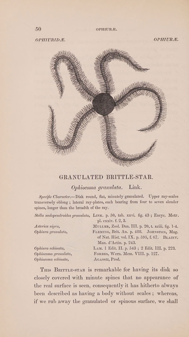 OPHIURIDL. OPHIURE. i UN, WZ, Z nlf —=4\\ WY =i WZ Specific Character.—Disk round, flat, minutely granulated. Upper ray-scales transversely oblong ; lateral ray-plates, each bearing from four to seven slender spines, longer than the breadth of the ray. Stella scolopendroides granulata, Linx. p. 50, tab. xxvi. fig. 43 ; Encyc. Metr. pl. cxxiv. f. 2, 3. Asterias nigra, Mu usr, Zool. Dan. III. p. 20, t. xciii. fig. 1-4. Ophiura granulata, FLEMING, Brit. An. p. 488. JoHNsTon, Mag. of Nat. Hist. vol. IX. p. 595, £67. Buarnv. Man. d’Actin. p. 243. Ophiura echinata, Lam. 1 Edit. II. p. 543 ; 2 Kdit. III. p. 223. Ophiocoma granulata, Forbes, Wern. Mem. VIII. p. 127. Ophiocoma echinata, AGassiz, Prod. Tis Brirriz-star is remarkable for having its disk so closely covered with minute spines that no appearance of the real surface is seen, consequently it has hitherto always been described as having a body without scales ; whereas, if we rub away the granulated or spinous surface, we shall